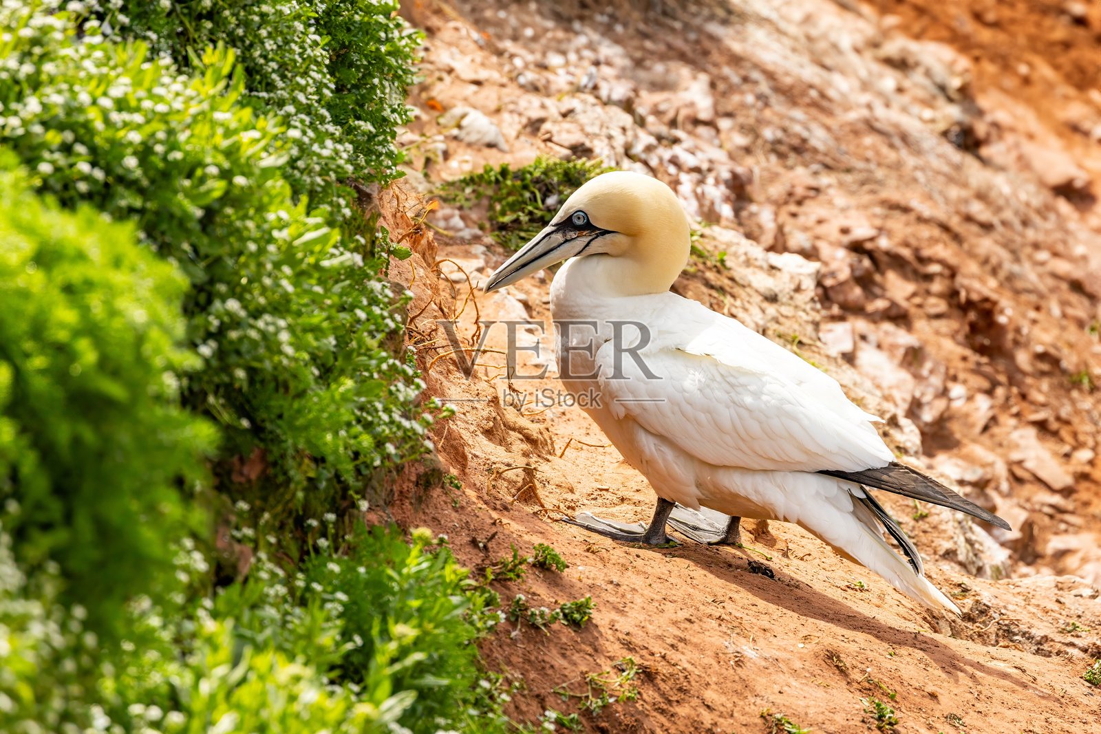 岩石上的海鸥特写照片摄影图片
