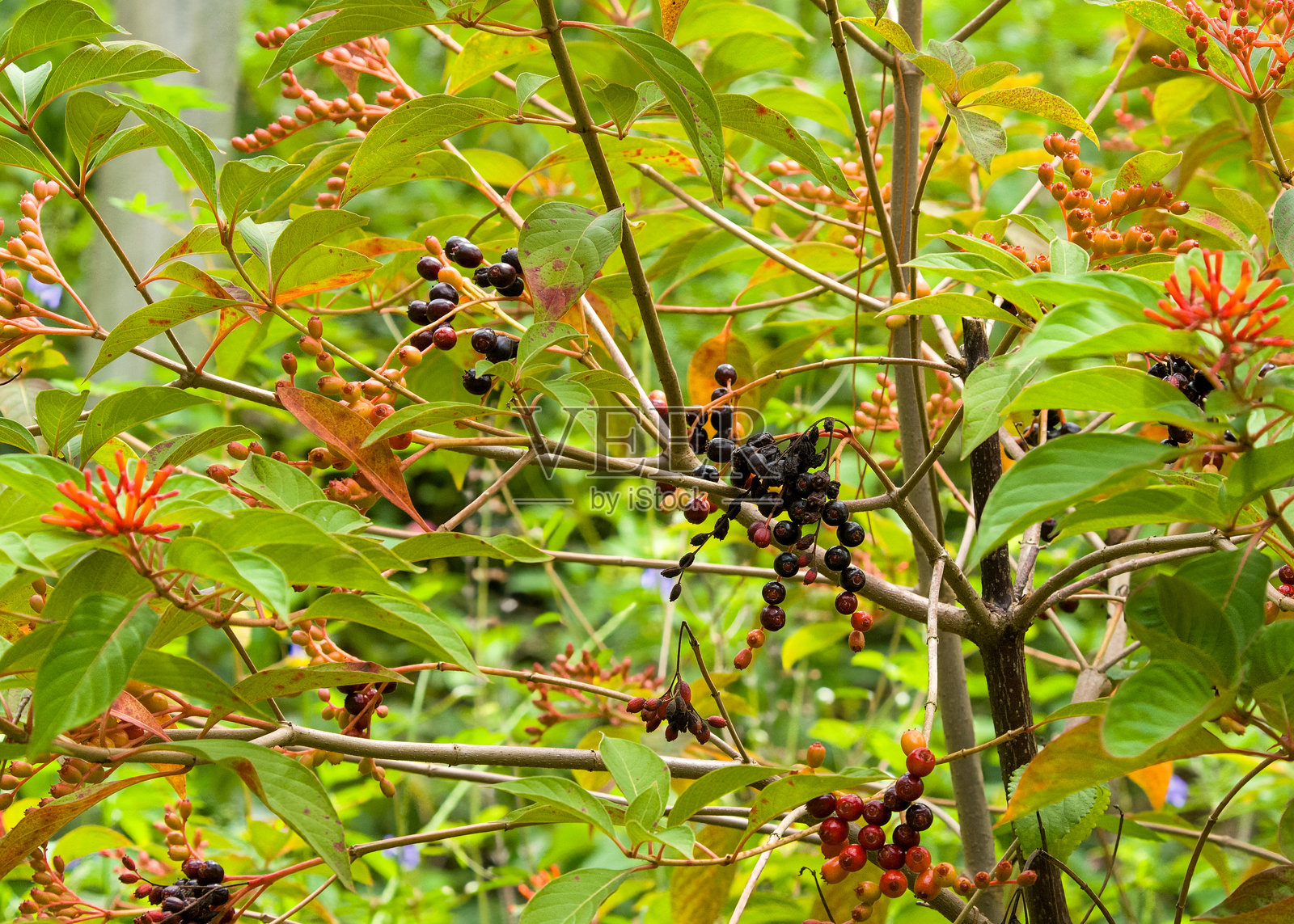 火焰灌木(Hamelia patens)在初秋时节开花结果。火焰灌木为蜂鸟和蝴蝶提供花蜜,鸟类则食用其果实。它原产于佛罗里达州。照片摄影图片