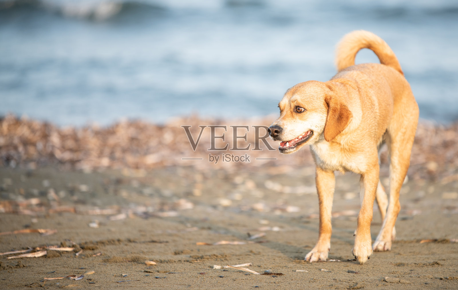 快乐的狗在海滩上照片摄影图片