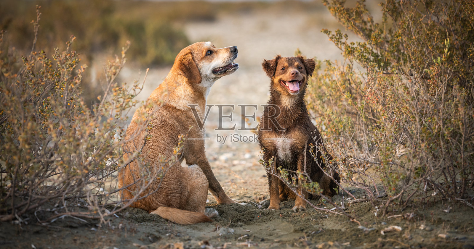 快乐的狗在海滩上照片摄影图片