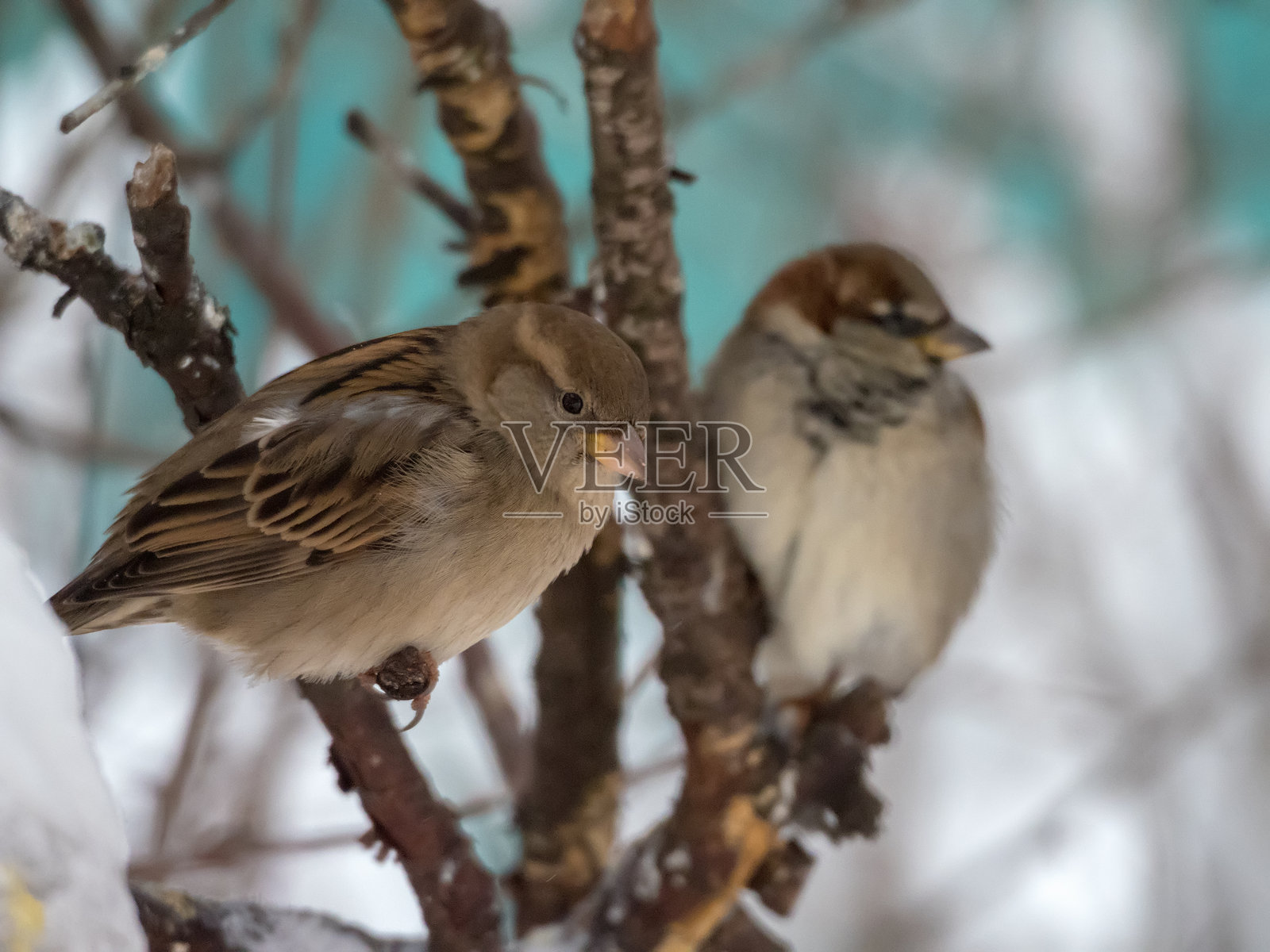 冬天植物枝头上的麻雀照片摄影图片