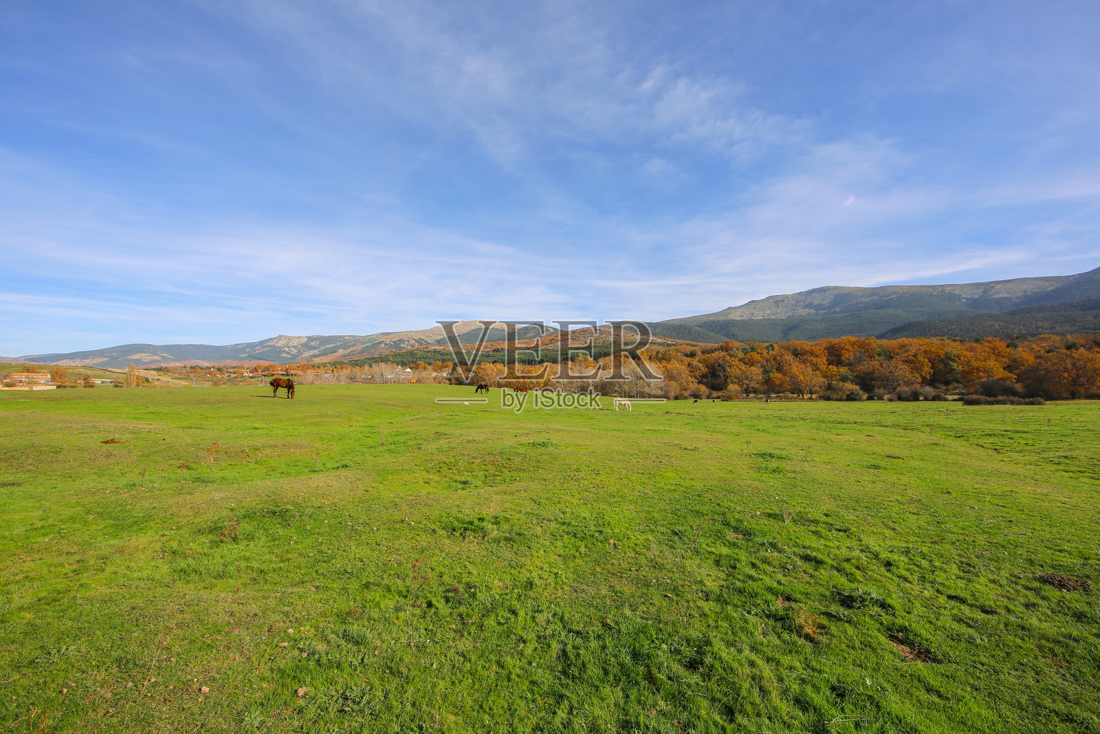 一群自由的马在自然中觅食照片摄影图片