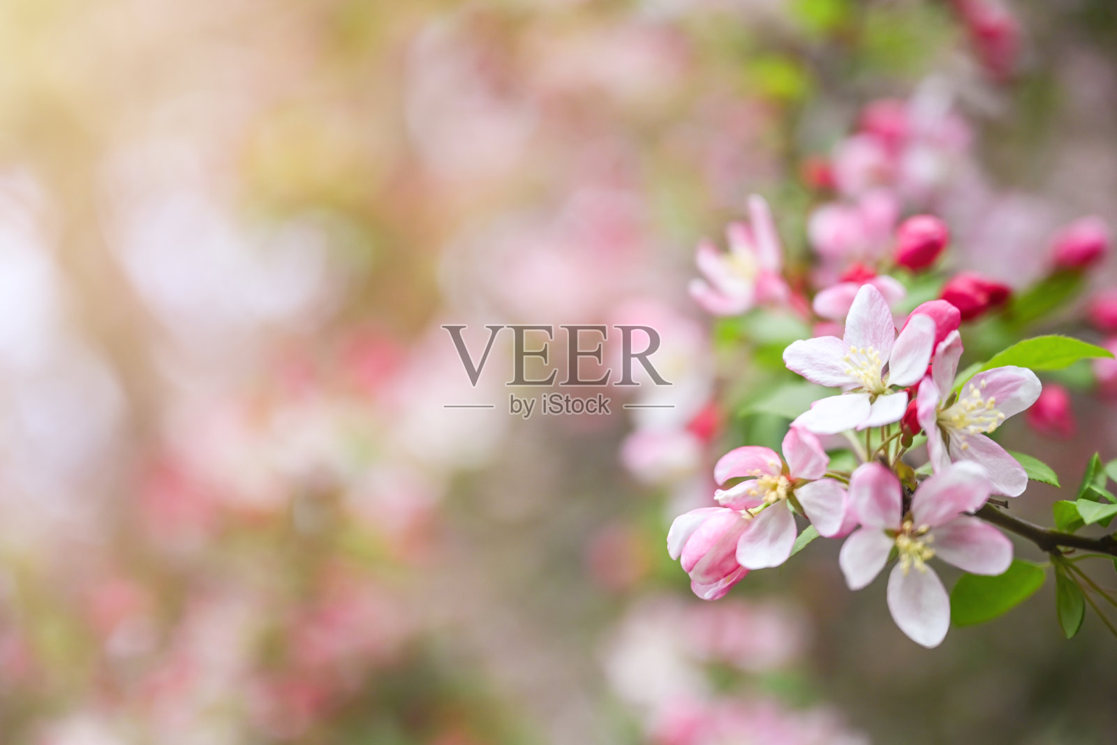 樱花照片摄影图片