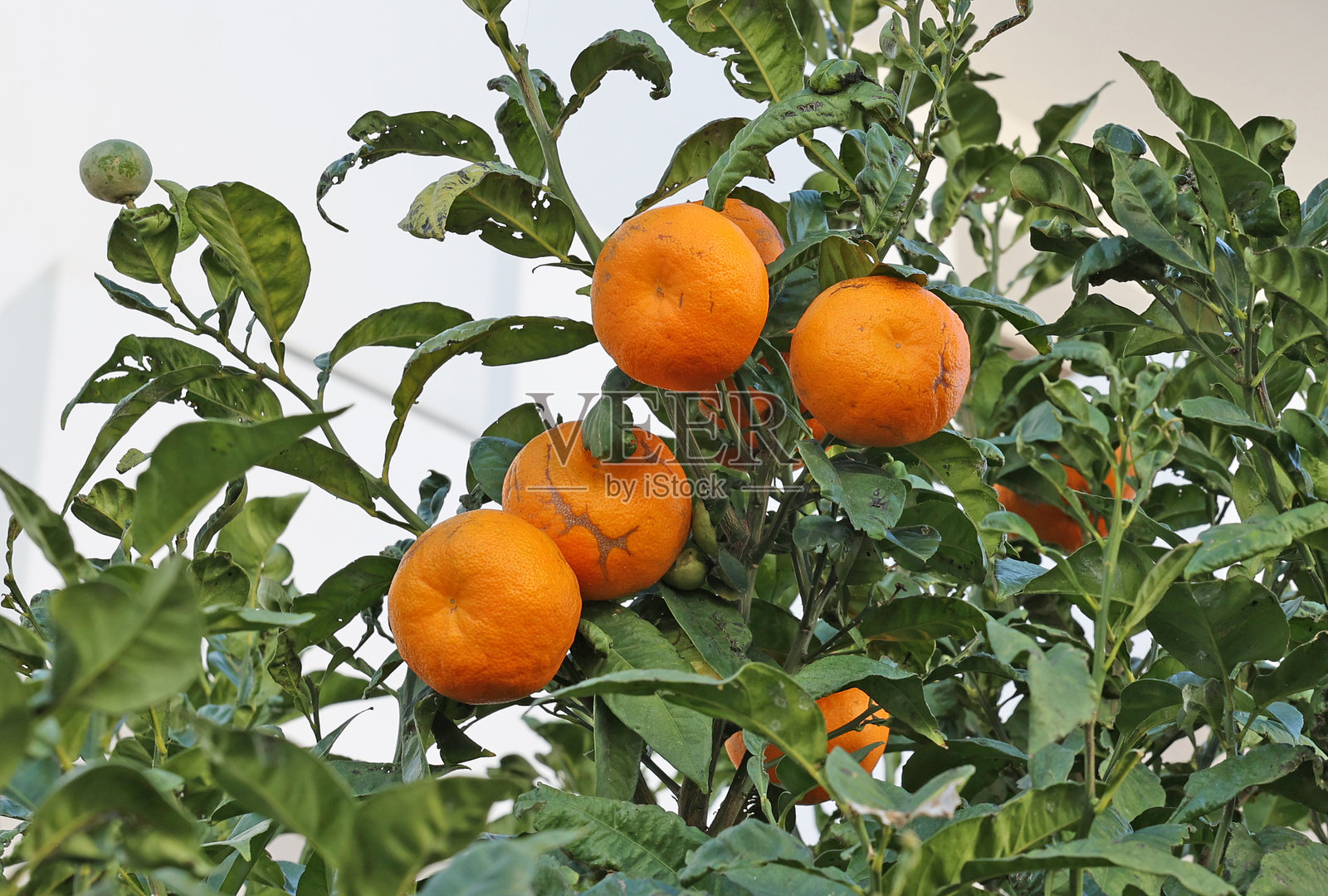 葡萄牙的橙子照片摄影图片