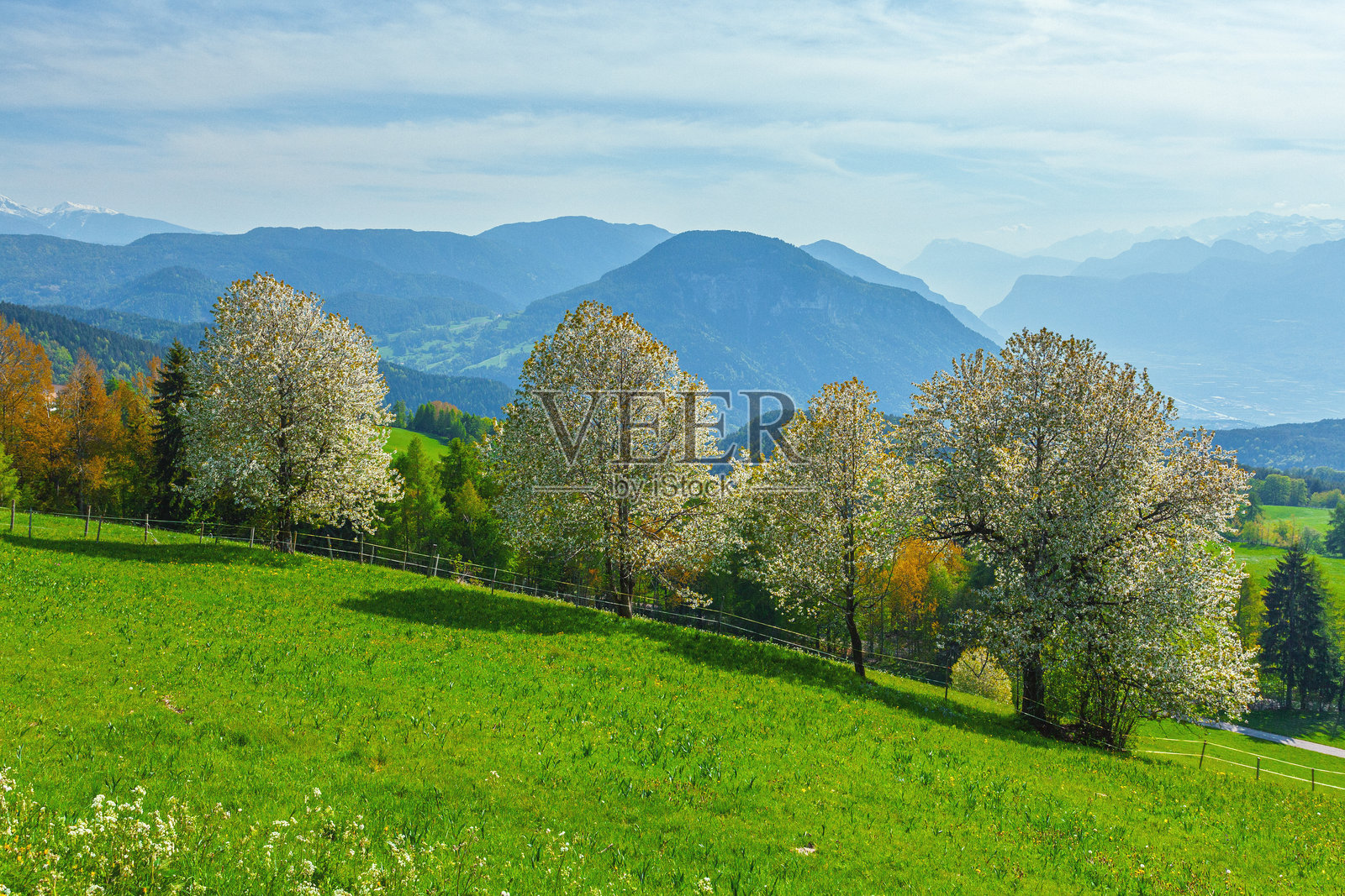 意大利南蒂罗尔多洛米蒂山脉美丽的春季山景,盛开的树木与山景相映成趣照片摄影图片