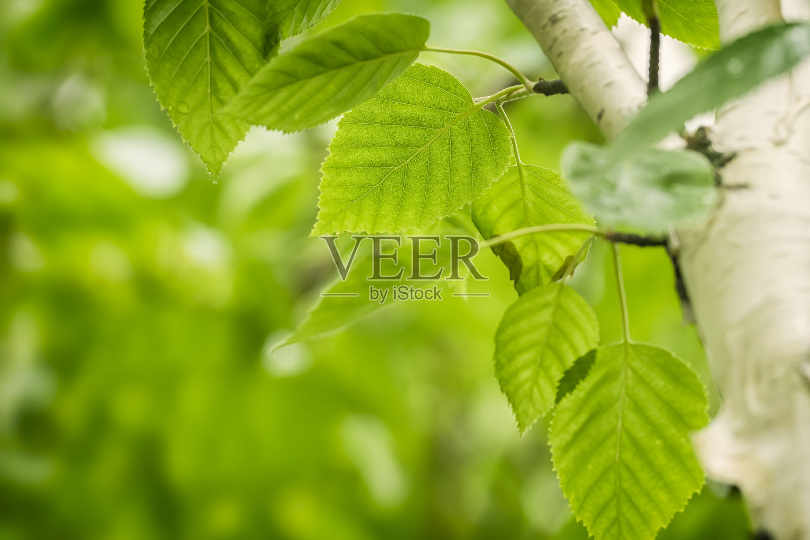 白桦树的新鲜叶子照片摄影图片