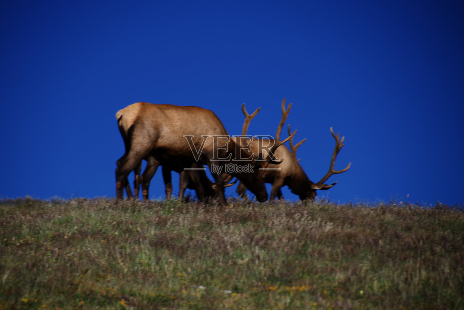 草原上的驼鹿照片摄影图片