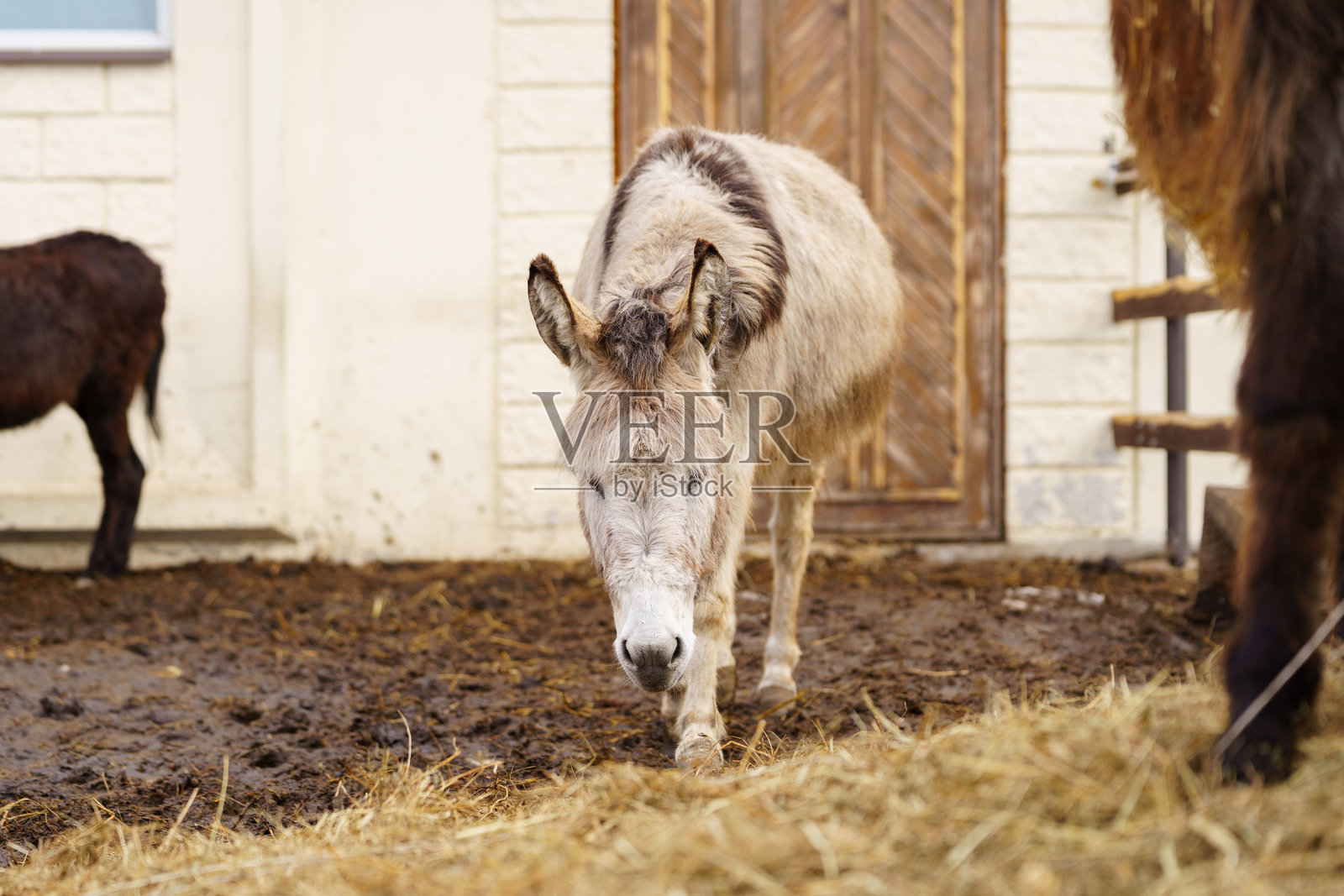 驴子近距离在宽敞的围栏中安静地吃草,四周环绕着木栅栏。照片摄影图片