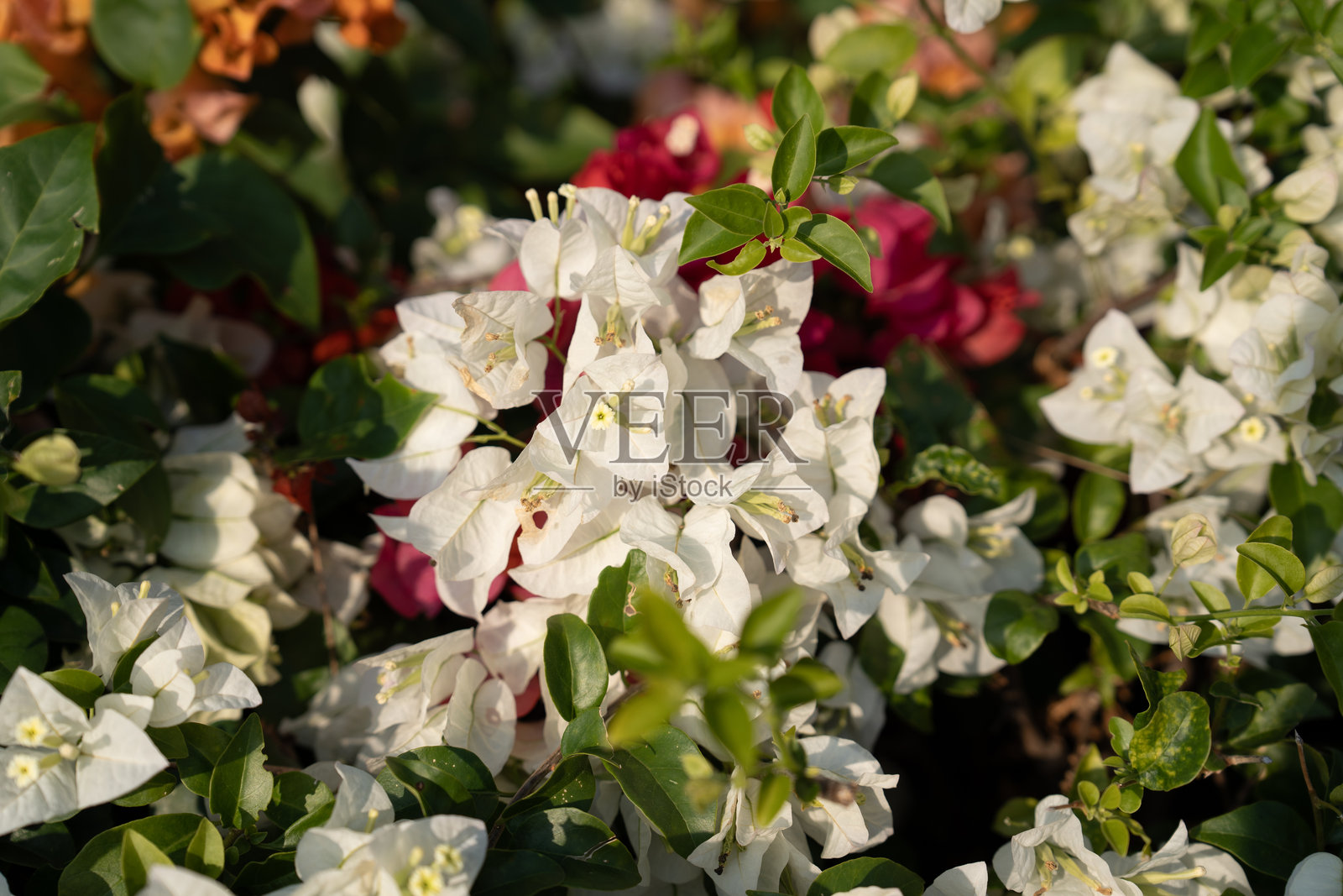 美丽的花卉三角形照片摄影图片