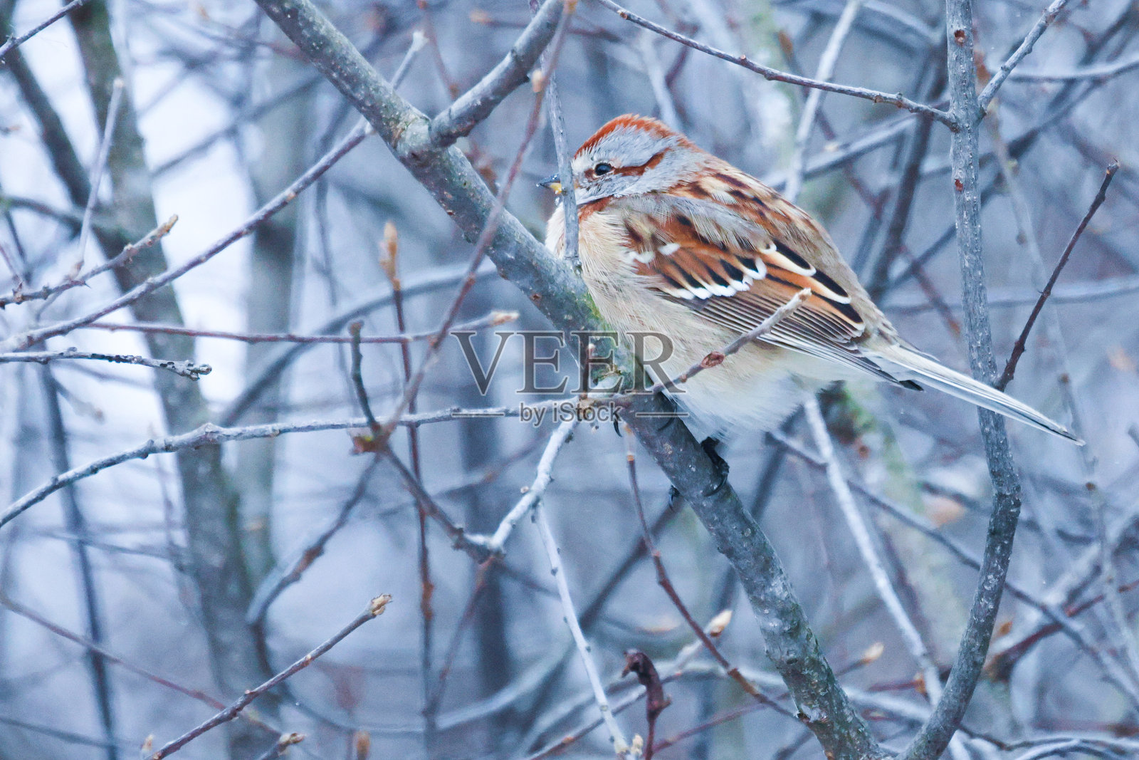 灰色天气中的美洲树雀。照片摄影图片