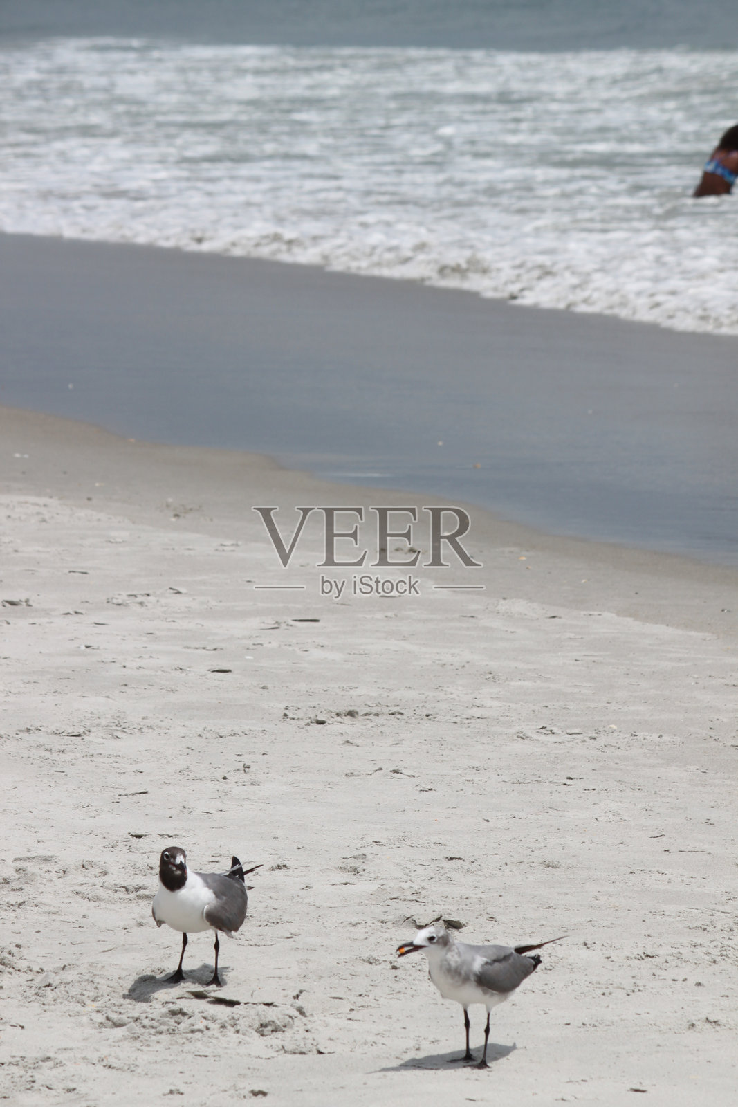 海滩上的海鸥照片摄影图片