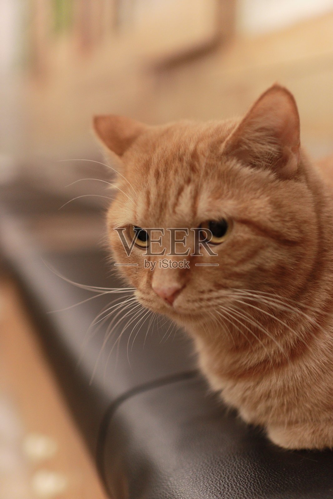 哪只猫最可爱?照片摄影图片