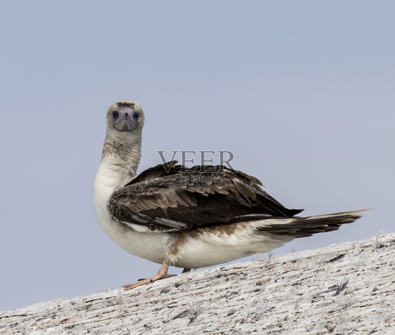 幼年蓝脚鲣鸟站在岩石上,背景是晴朗的天空照片摄影图片