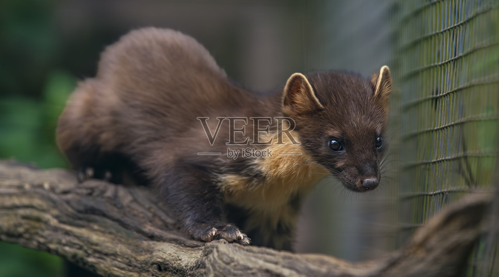 一只松貂在木头上照片摄影图片