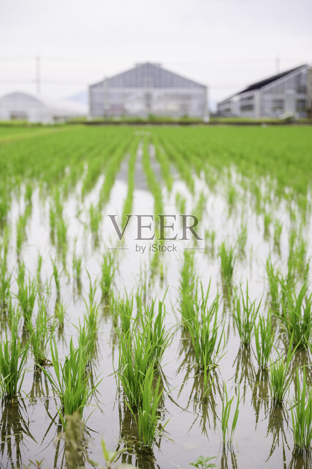 日本美丽的稻田照片摄影图片