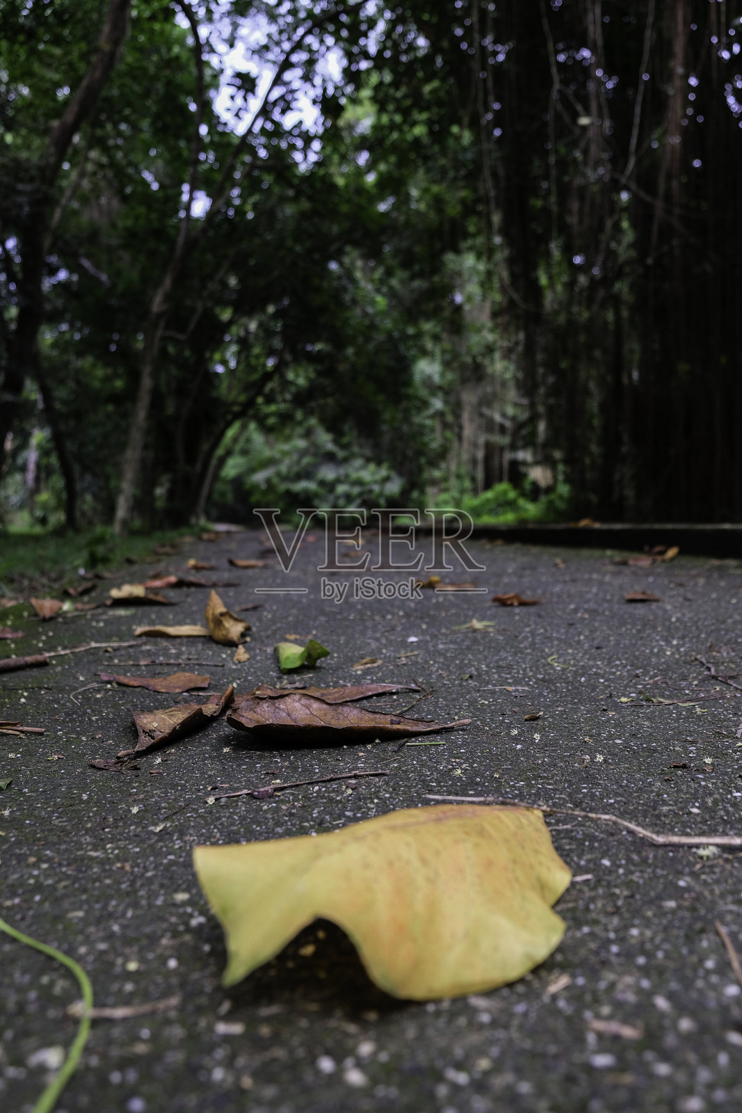 巴卡鲁市森林中的落叶。照片摄影图片