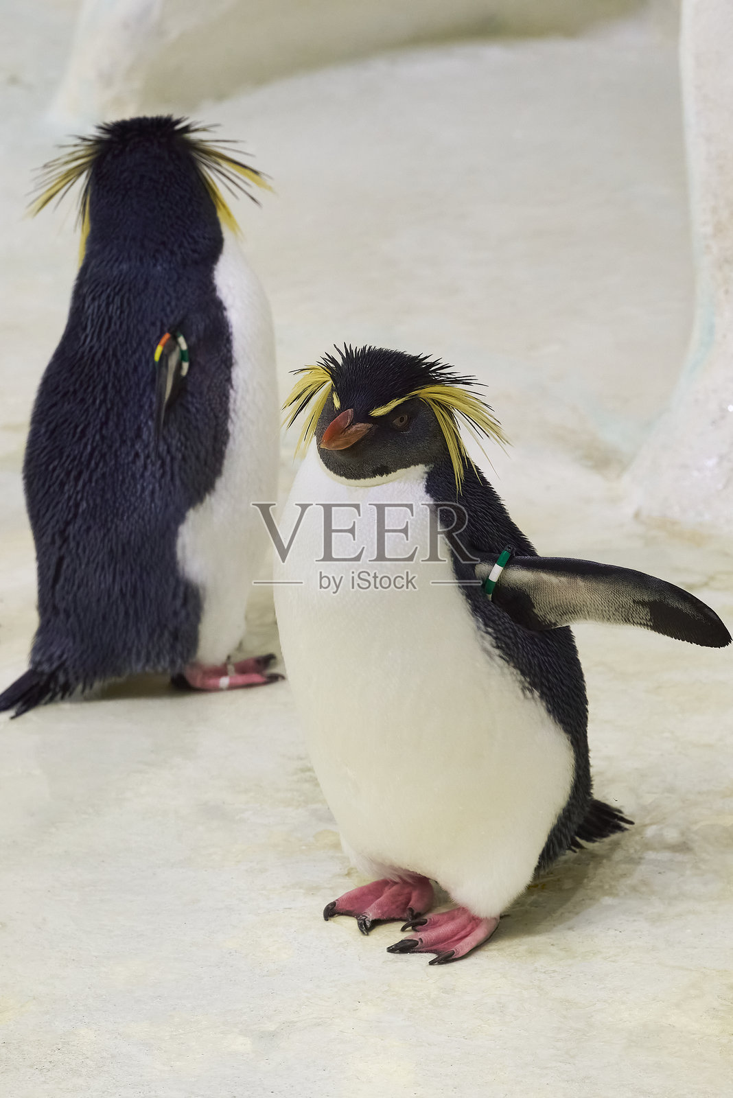 南方岩跳企鹅 Eudyptes chrysocome照片摄影图片