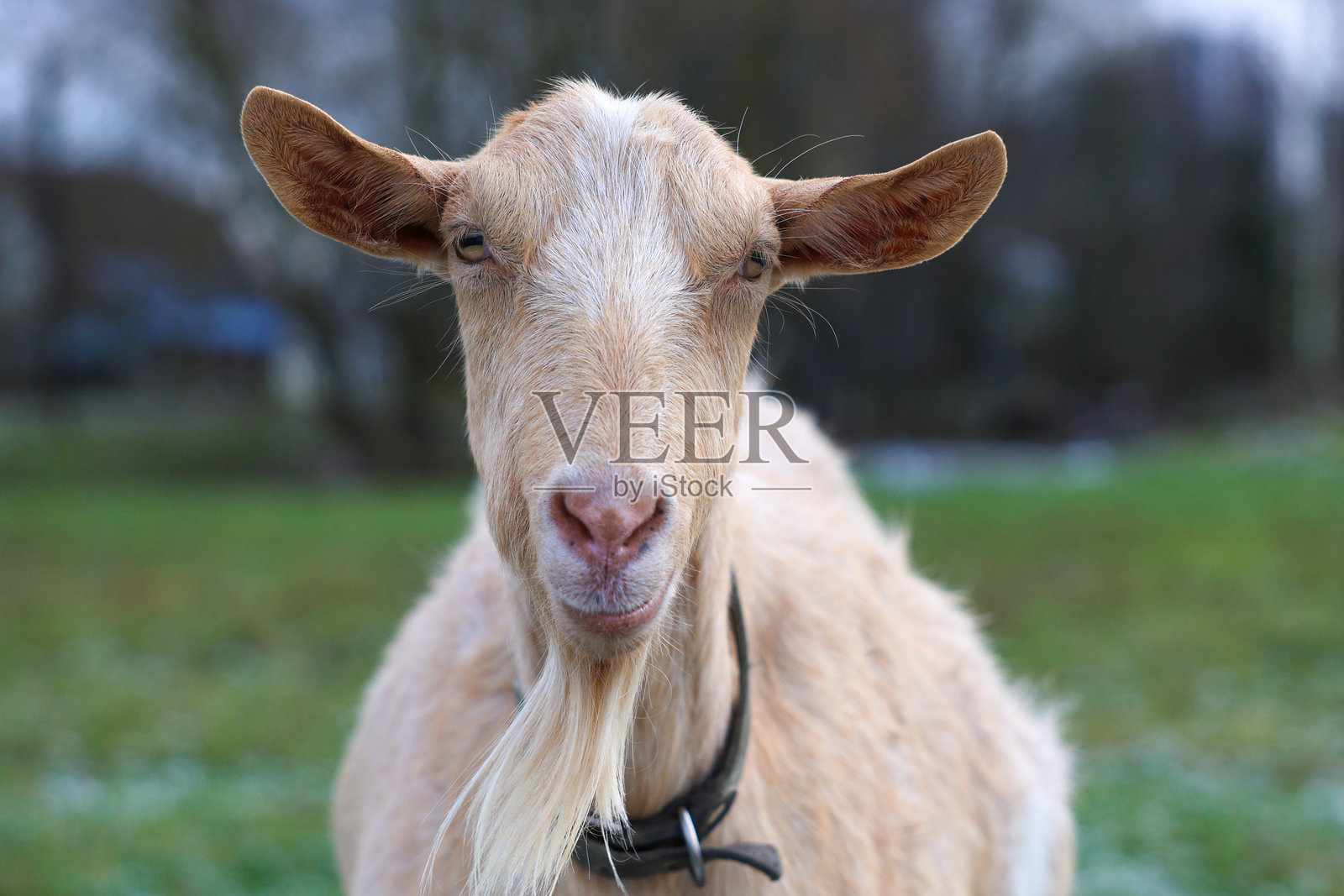 一只有胡子的山羊站在田野里,正看着镜头。照片摄影图片