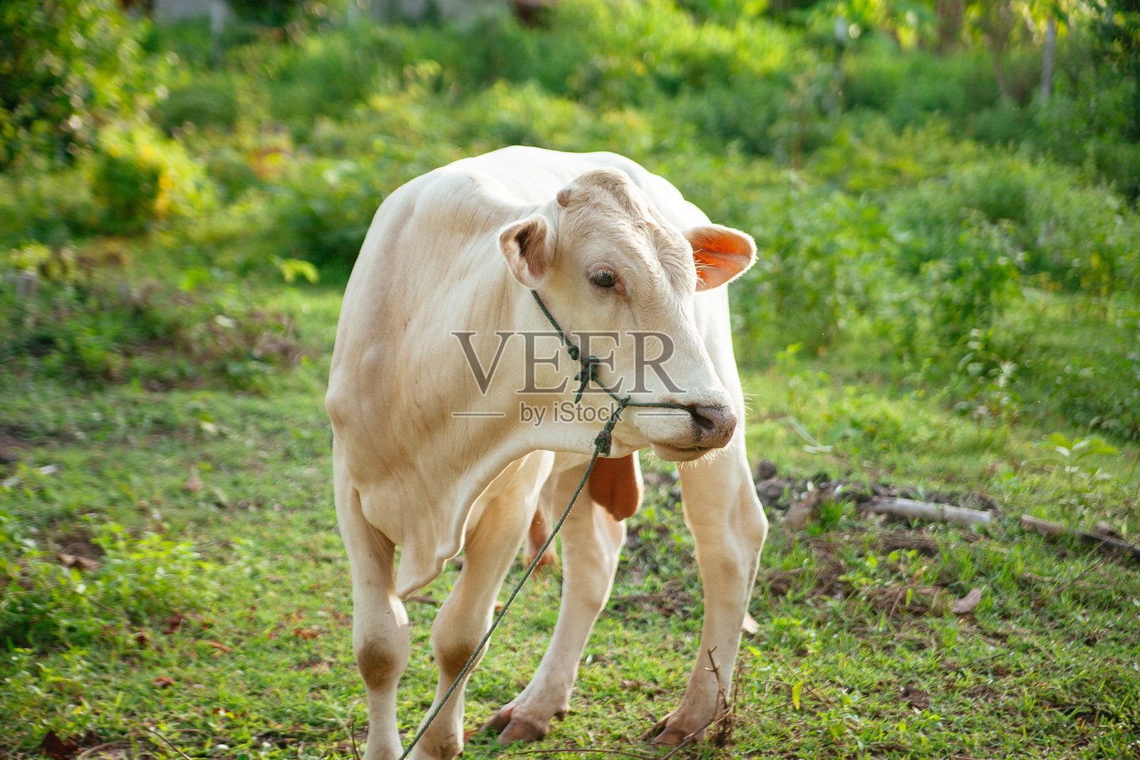 可爱的泰国牛照片摄影图片