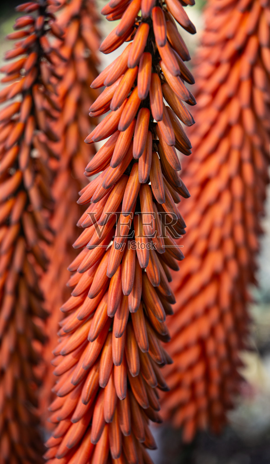 橙色圣诞仙人掌种子照片摄影图片