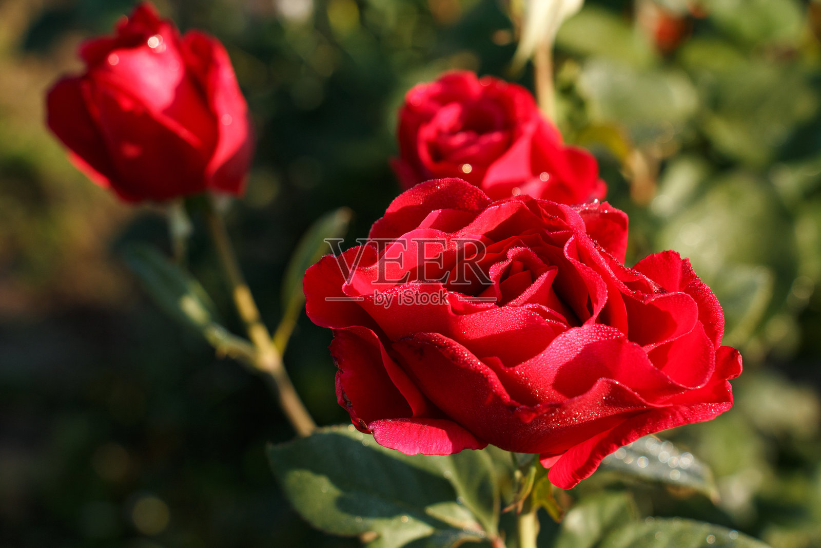 带露水的红玫瑰照片摄影图片