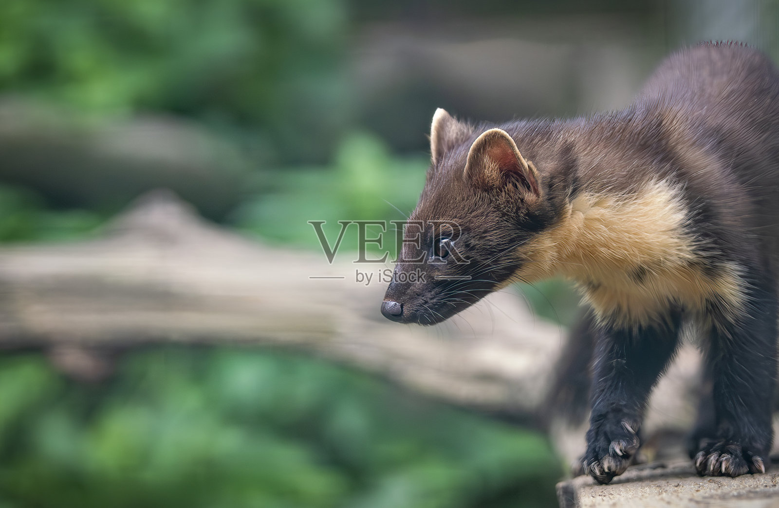 一只松貂在木头上照片摄影图片