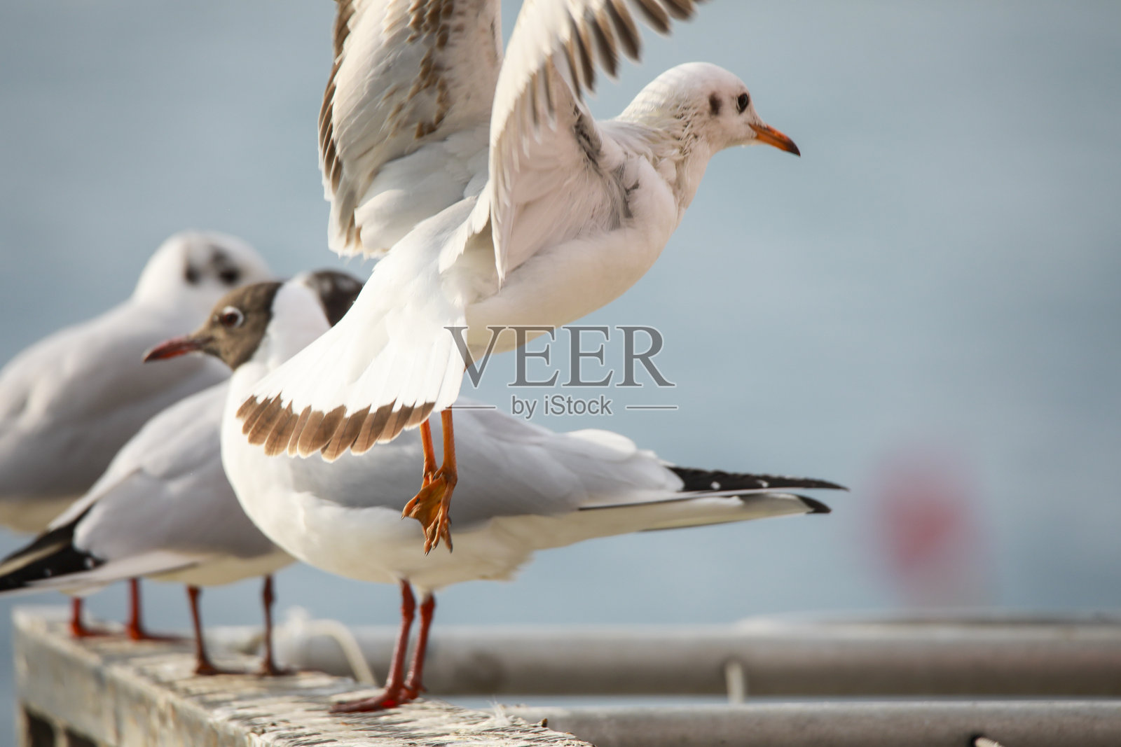 海鸥的肖像照片摄影图片
