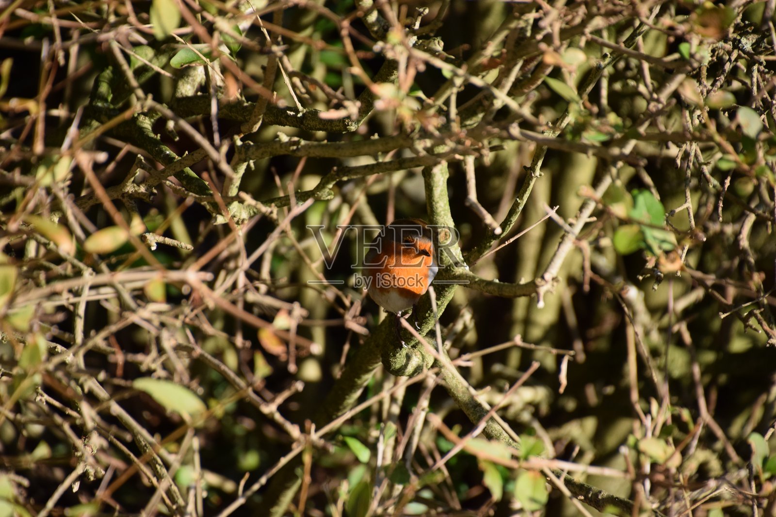 树篱中的知更鸟照片摄影图片
