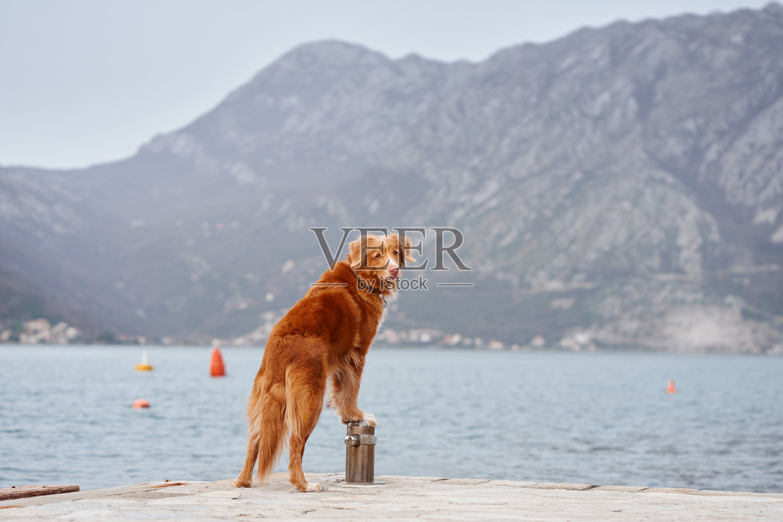 诺瓦斯科舍鸭猎犬在木栈道上照片摄影图片