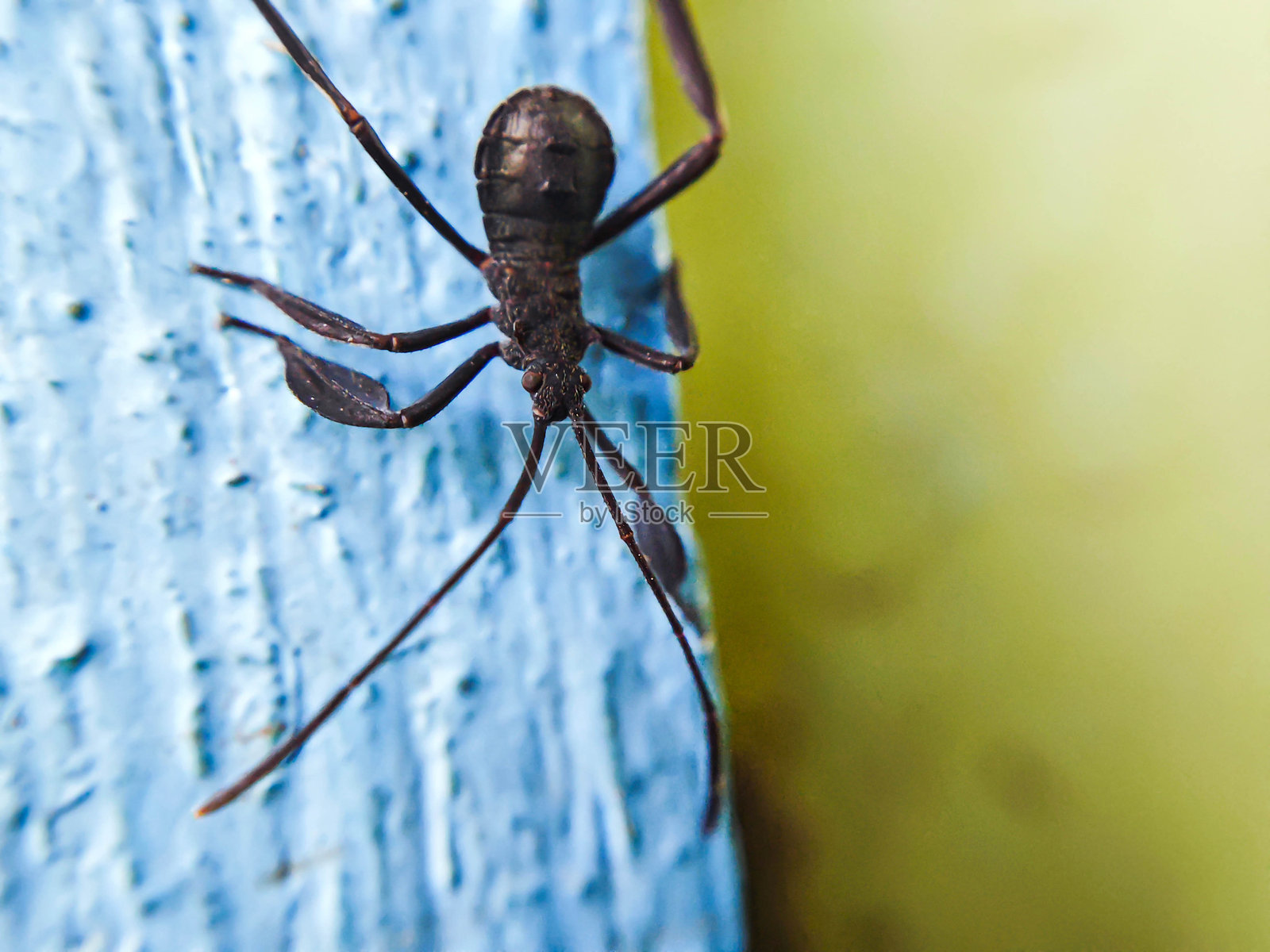 拉克努斯昆虫在墙上爬行照片摄影图片