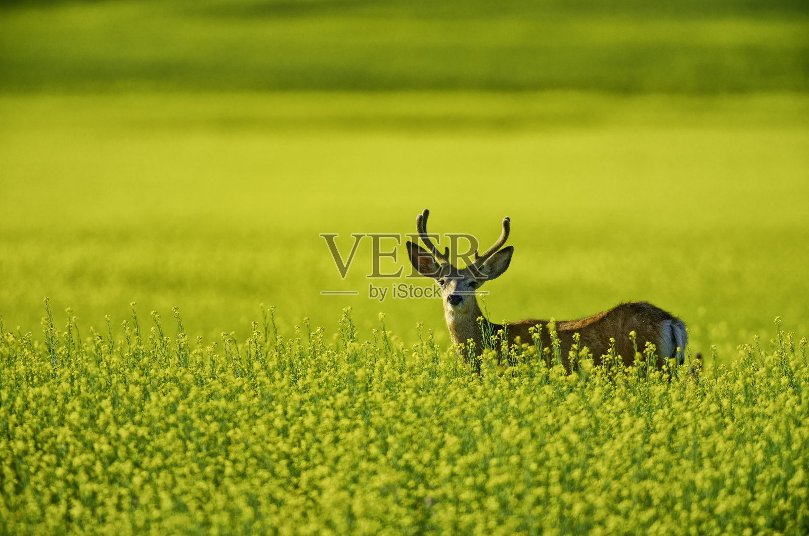 加拿大阿尔伯塔省的乡村风光照片摄影图片