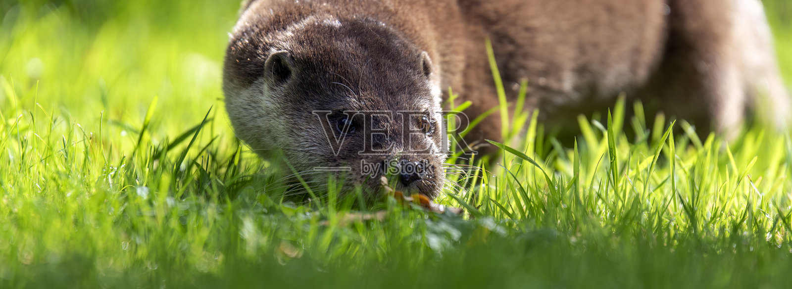 水獺在干燥的土地上穿过草丛捕猎照片摄影图片