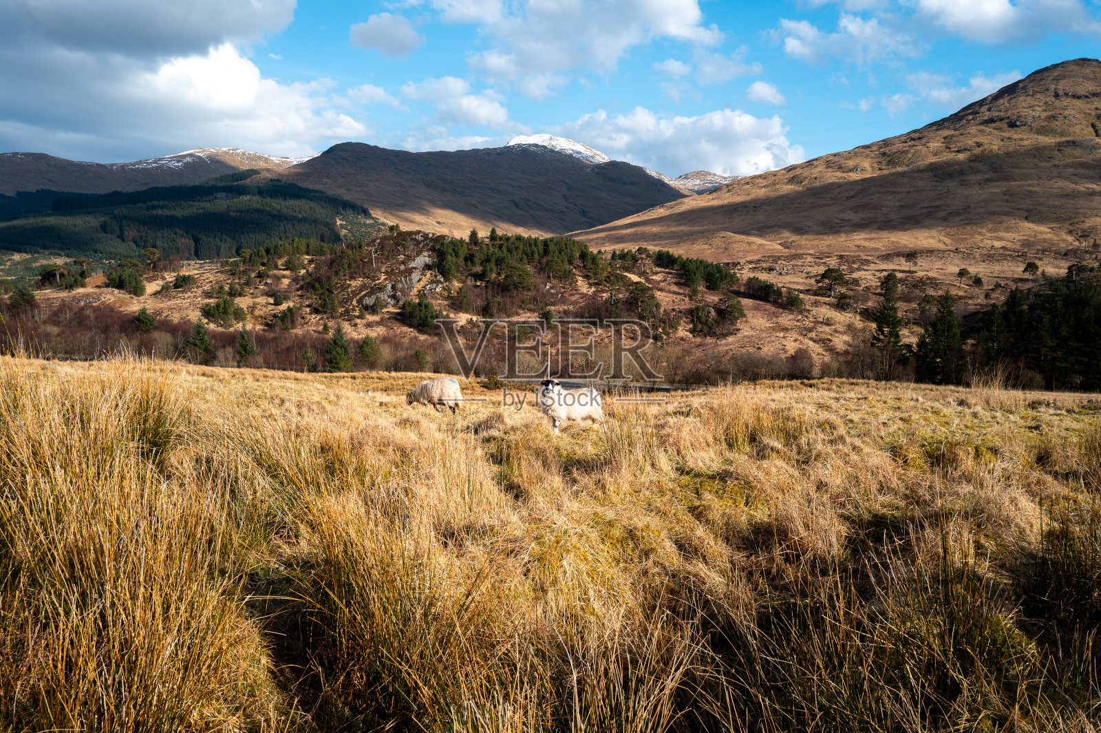 西高地小径上的羊群照片摄影图片