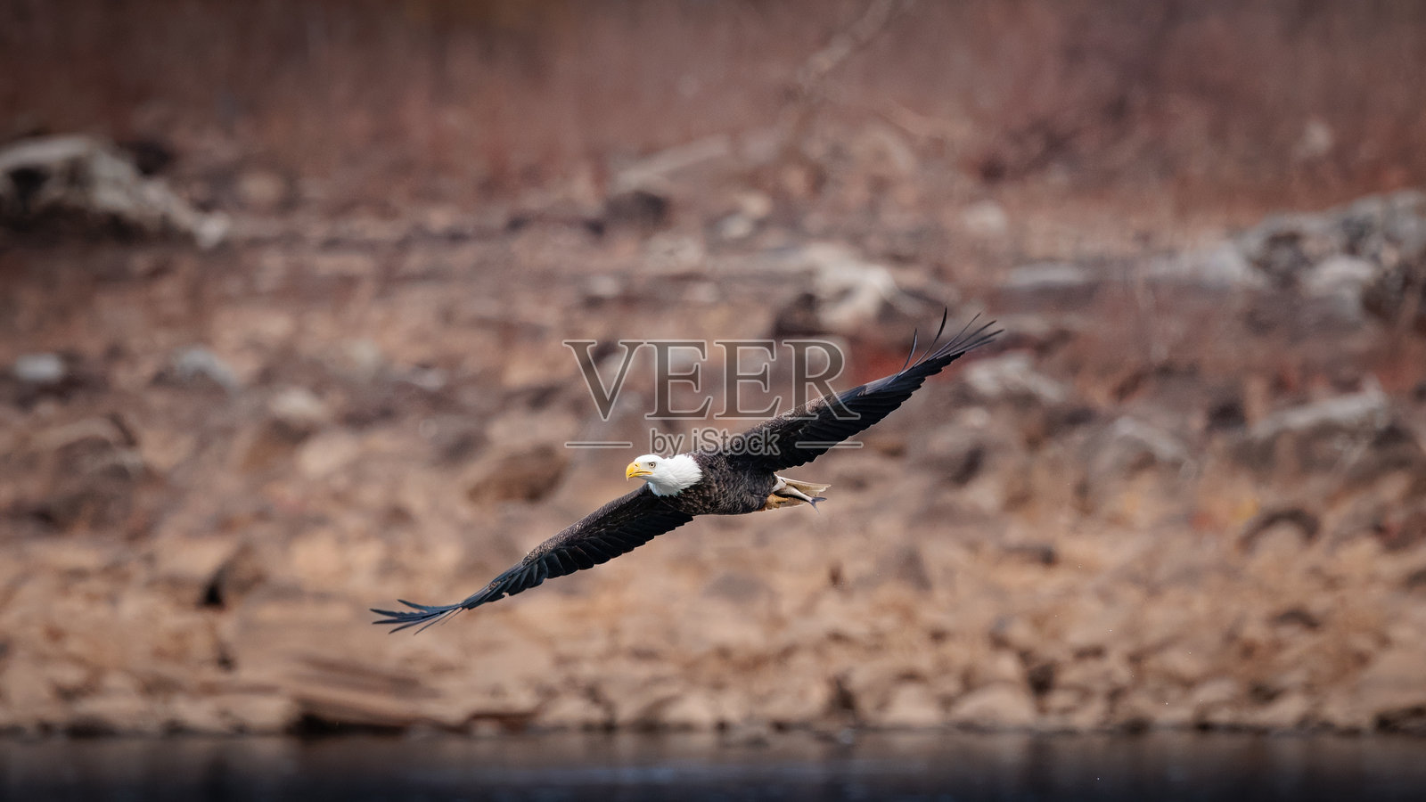 秃头鹰照片摄影图片