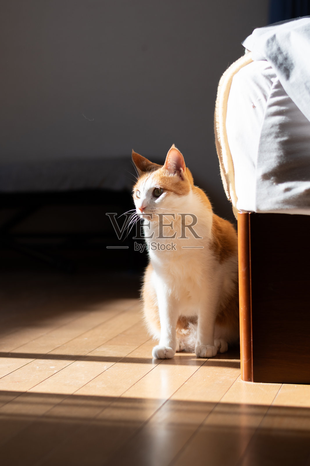 可爱的猫咪坐在室内照片摄影图片