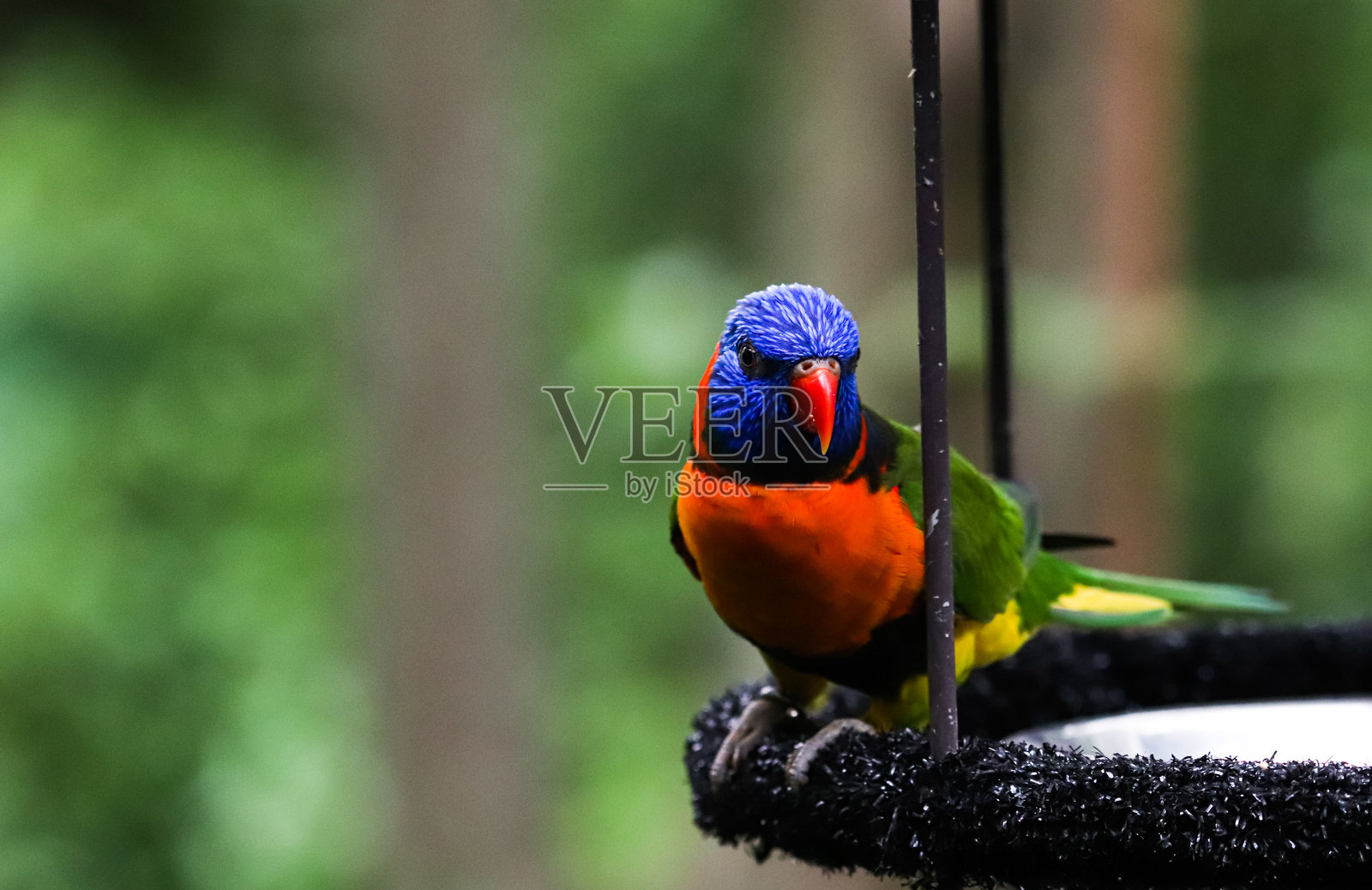 新加坡动物园照片摄影图片