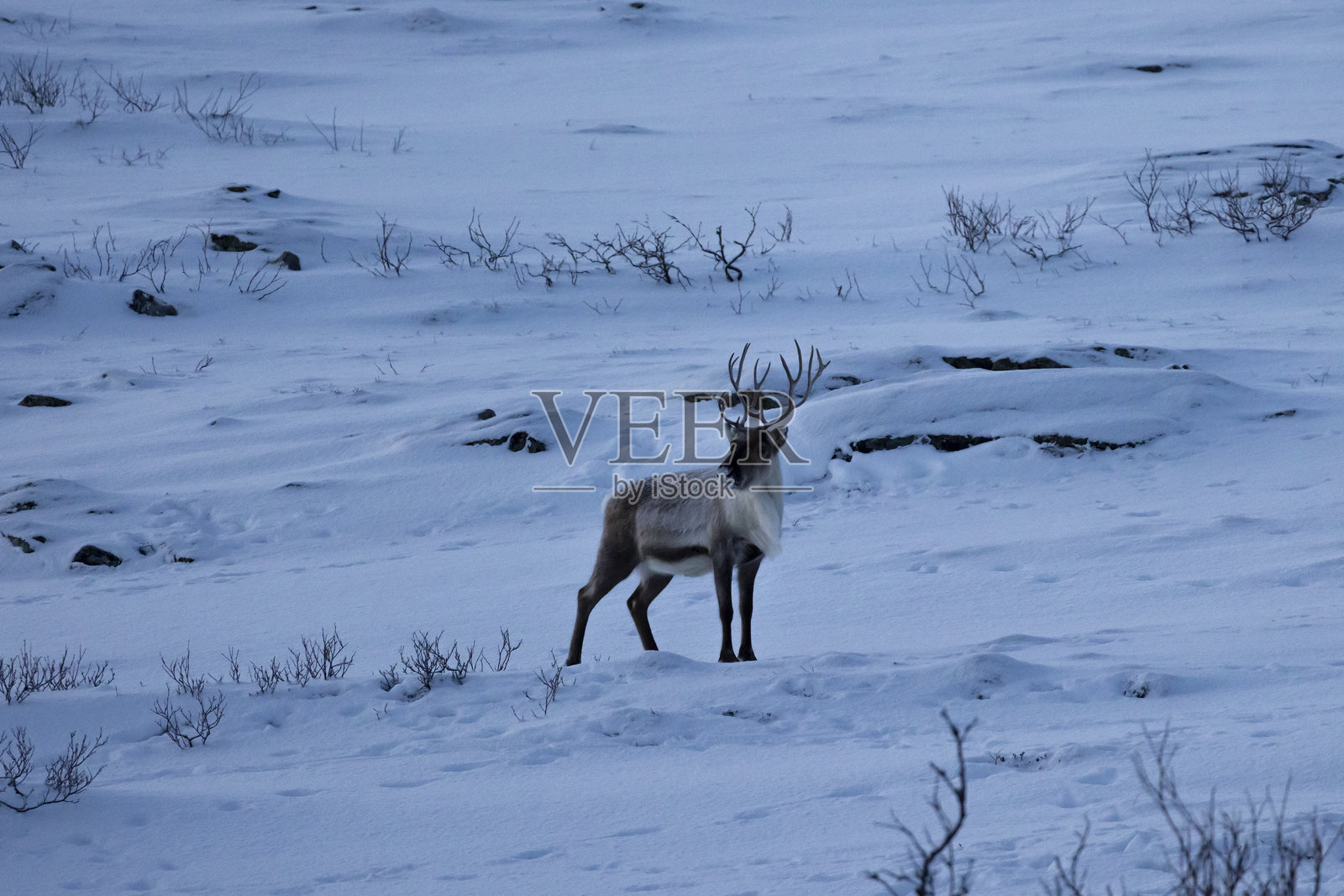 驯鹿照片摄影图片