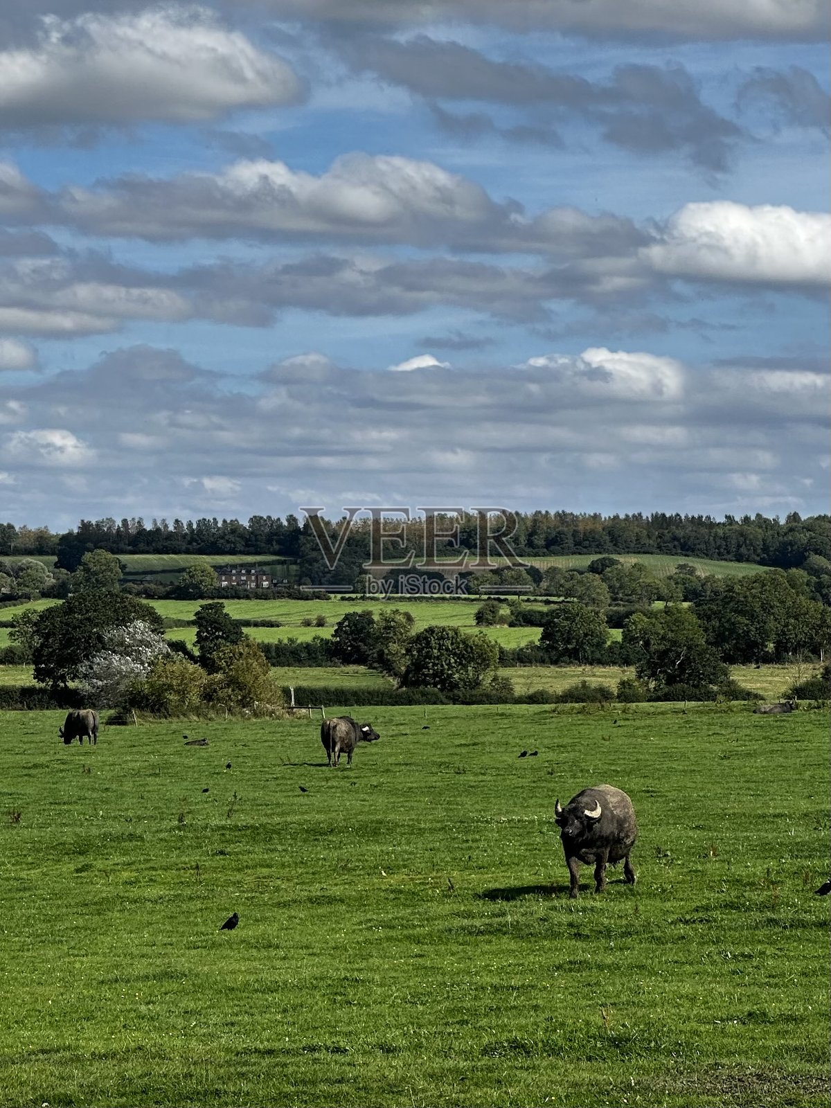 英格兰田野中的水牛照片摄影图片
