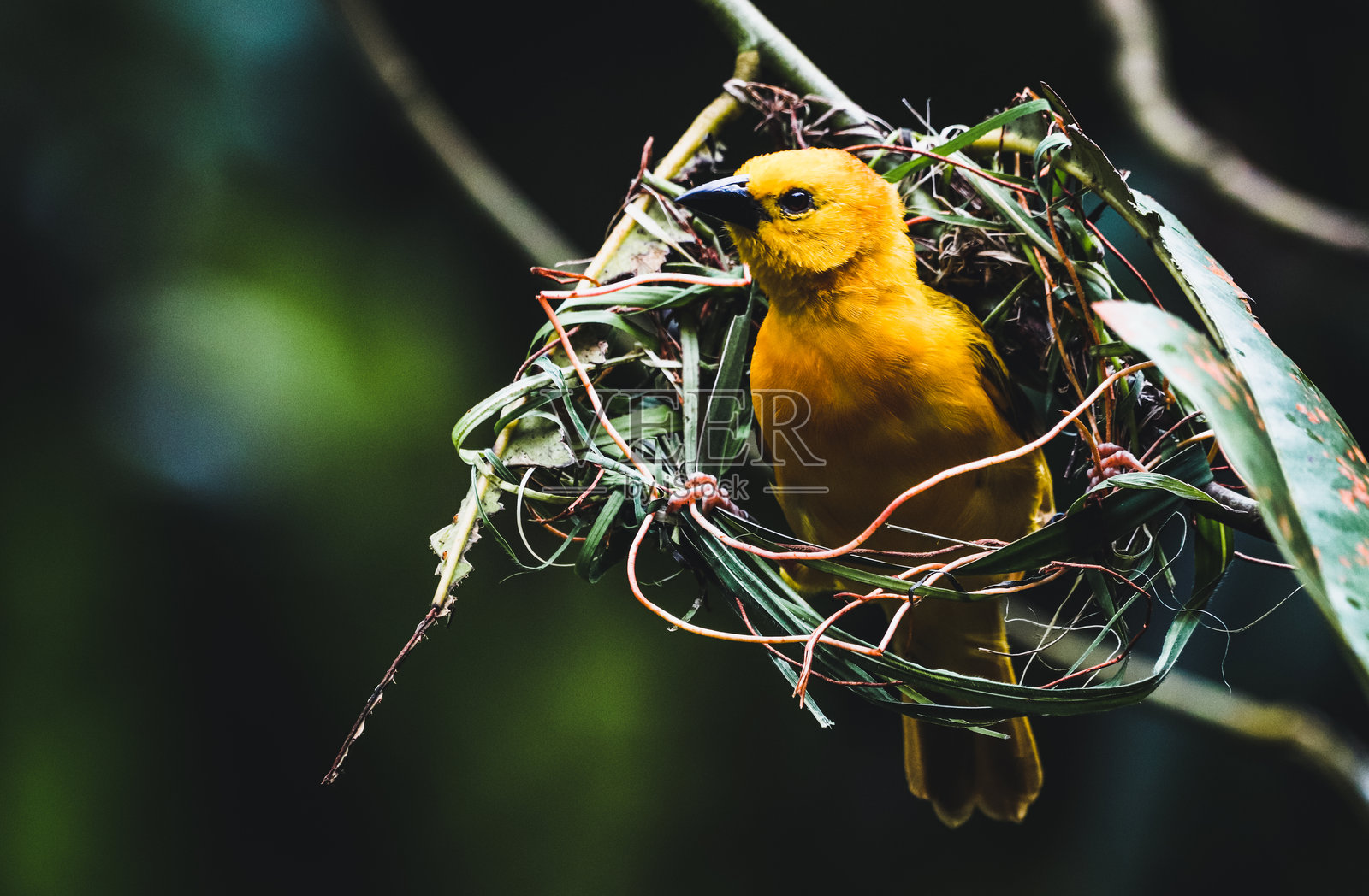 新加坡动物园照片摄影图片