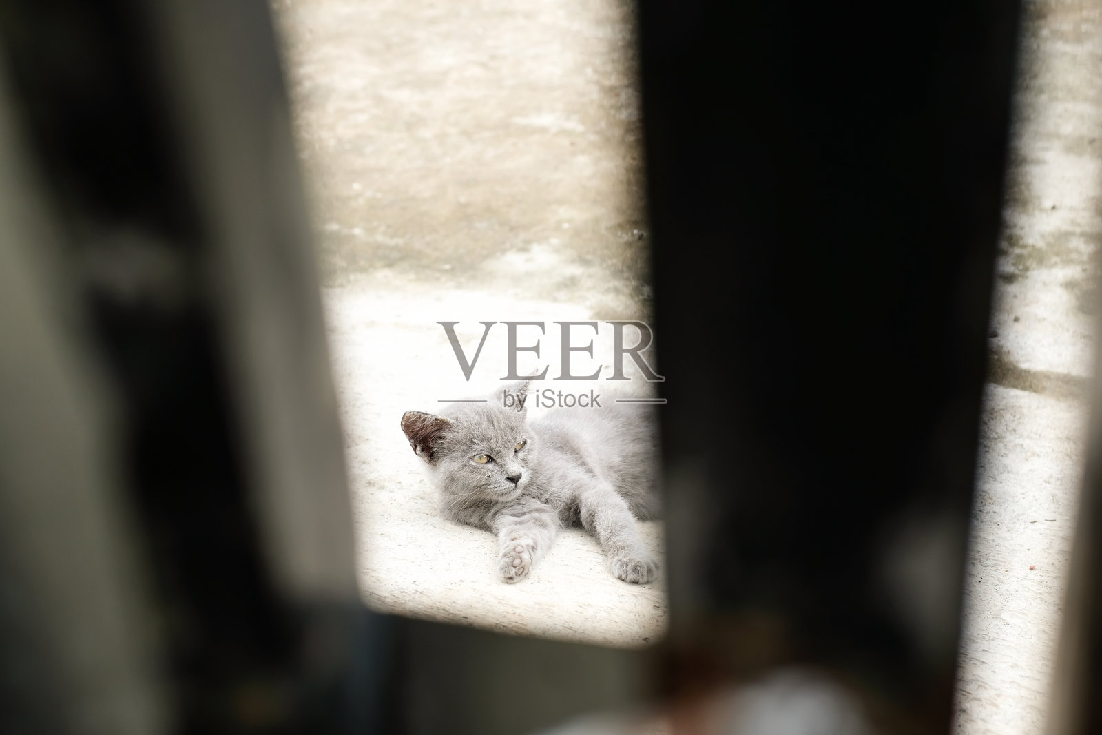 透过缝隙拍摄的灰色小猫的散景照片照片摄影图片