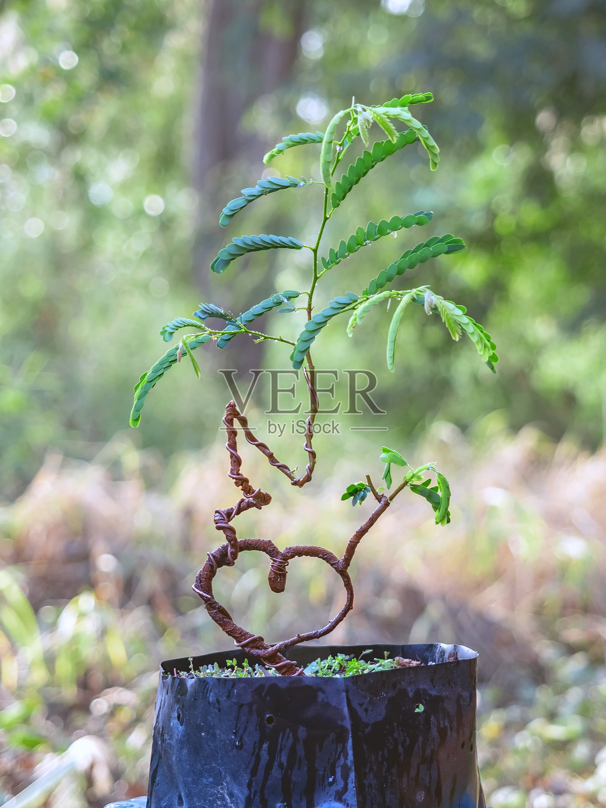 心形弯曲的罗望子树正在制作盆景。照片摄影图片