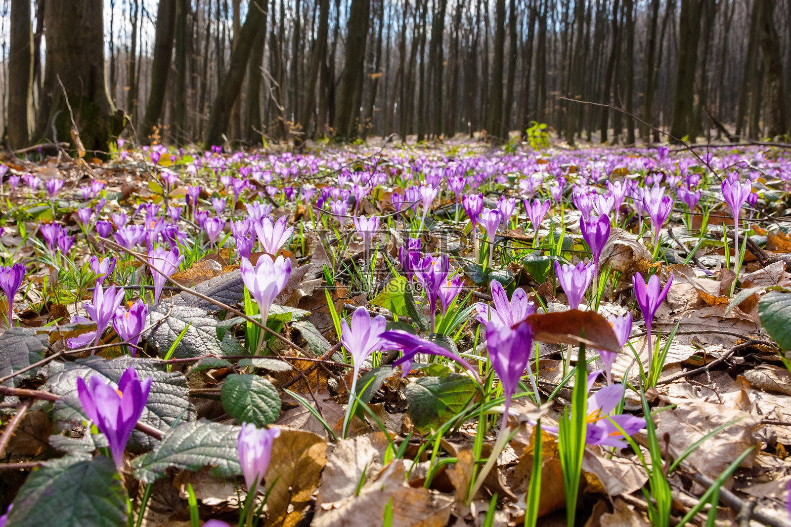 森林中的紫色番红花盛开照片摄影图片