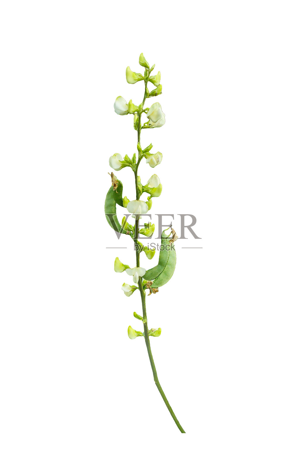 单朵绿色花朵特写,花茎上没有叶子,一朵带有白色和绿色叶子的豆花,带花的绿豆植物照片摄影图片