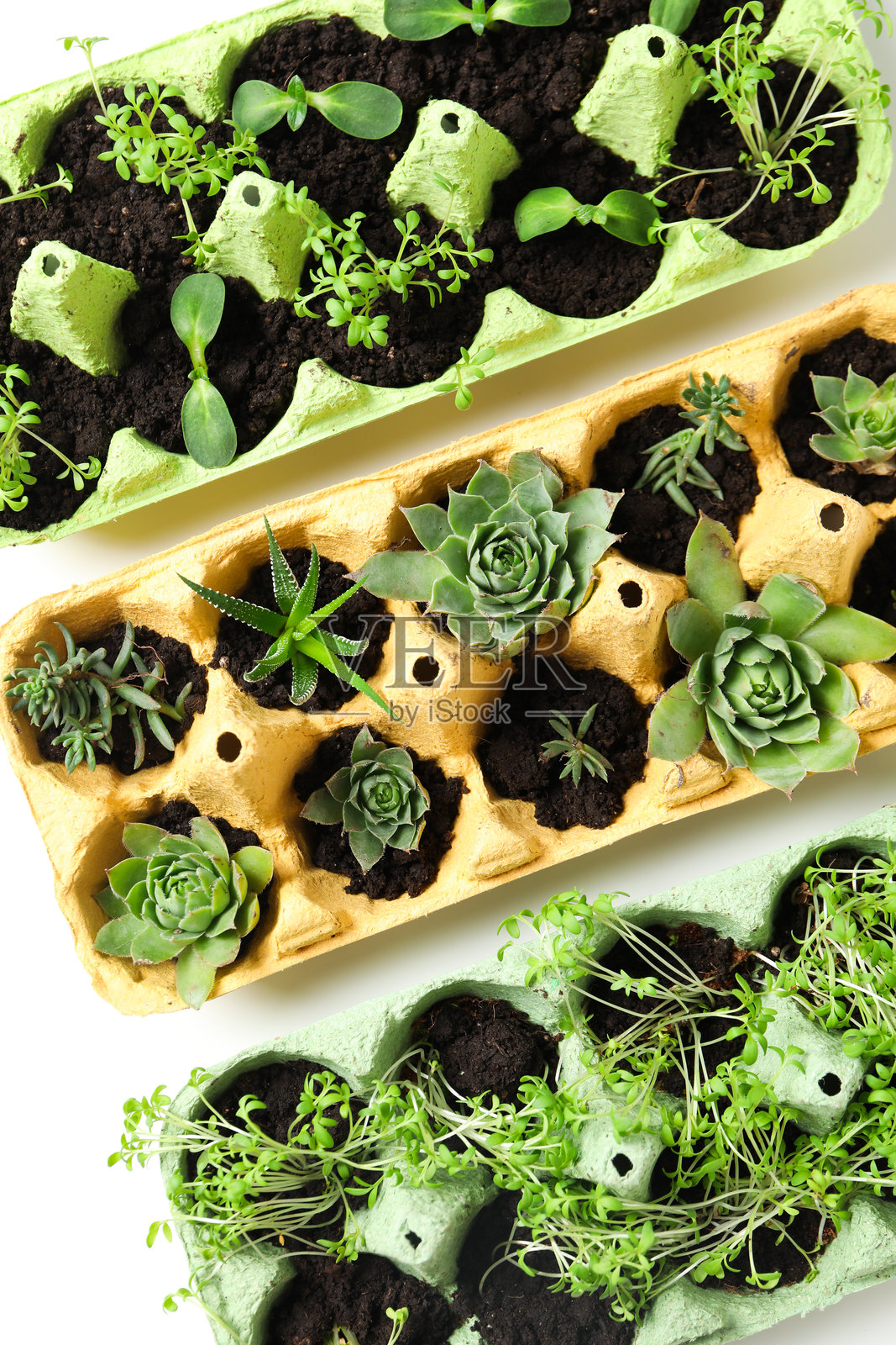 在蛋盒中种植植物,创造性地种植植物的方法照片摄影图片