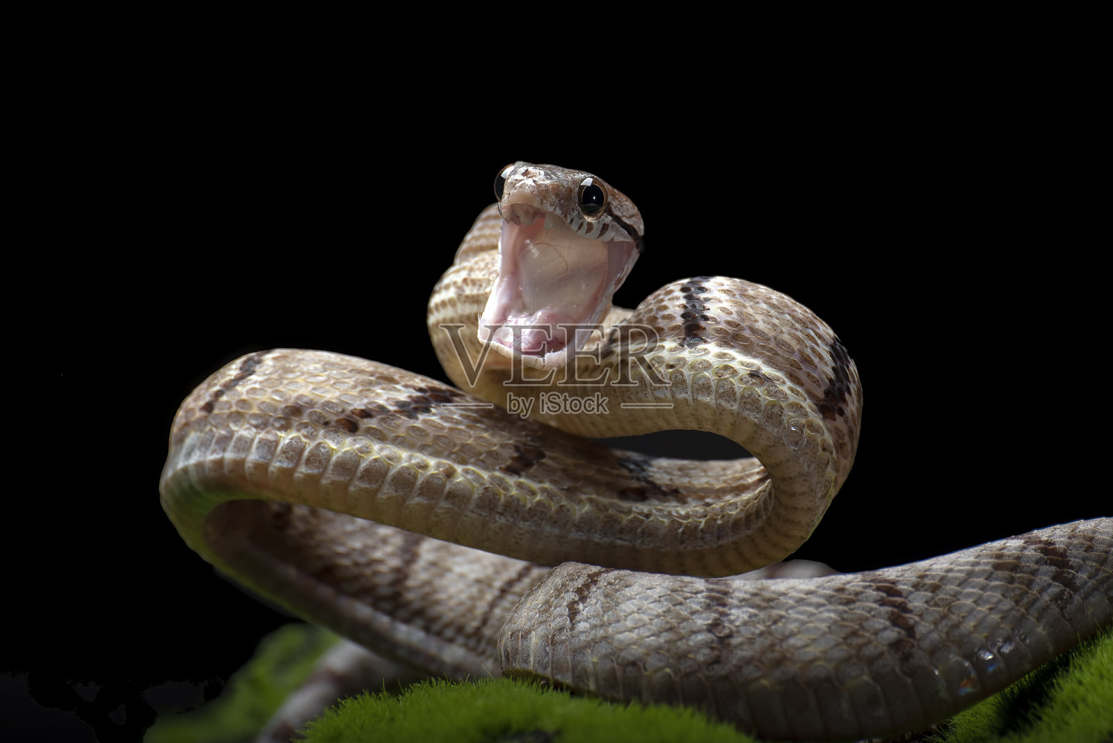 攻击姿势的犬齿猫蛇照片摄影图片