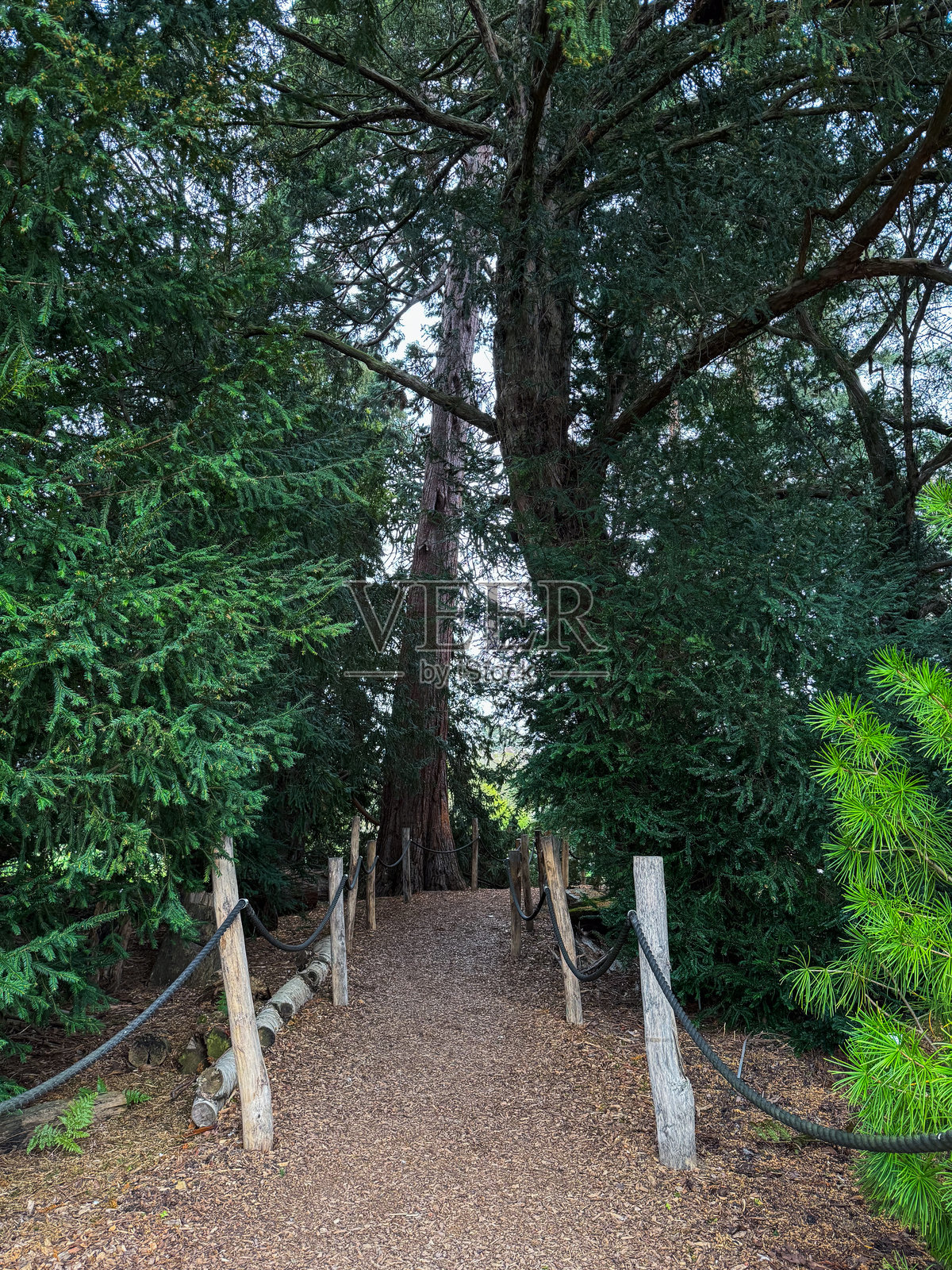 德国波恩的森林木栈道照片摄影图片