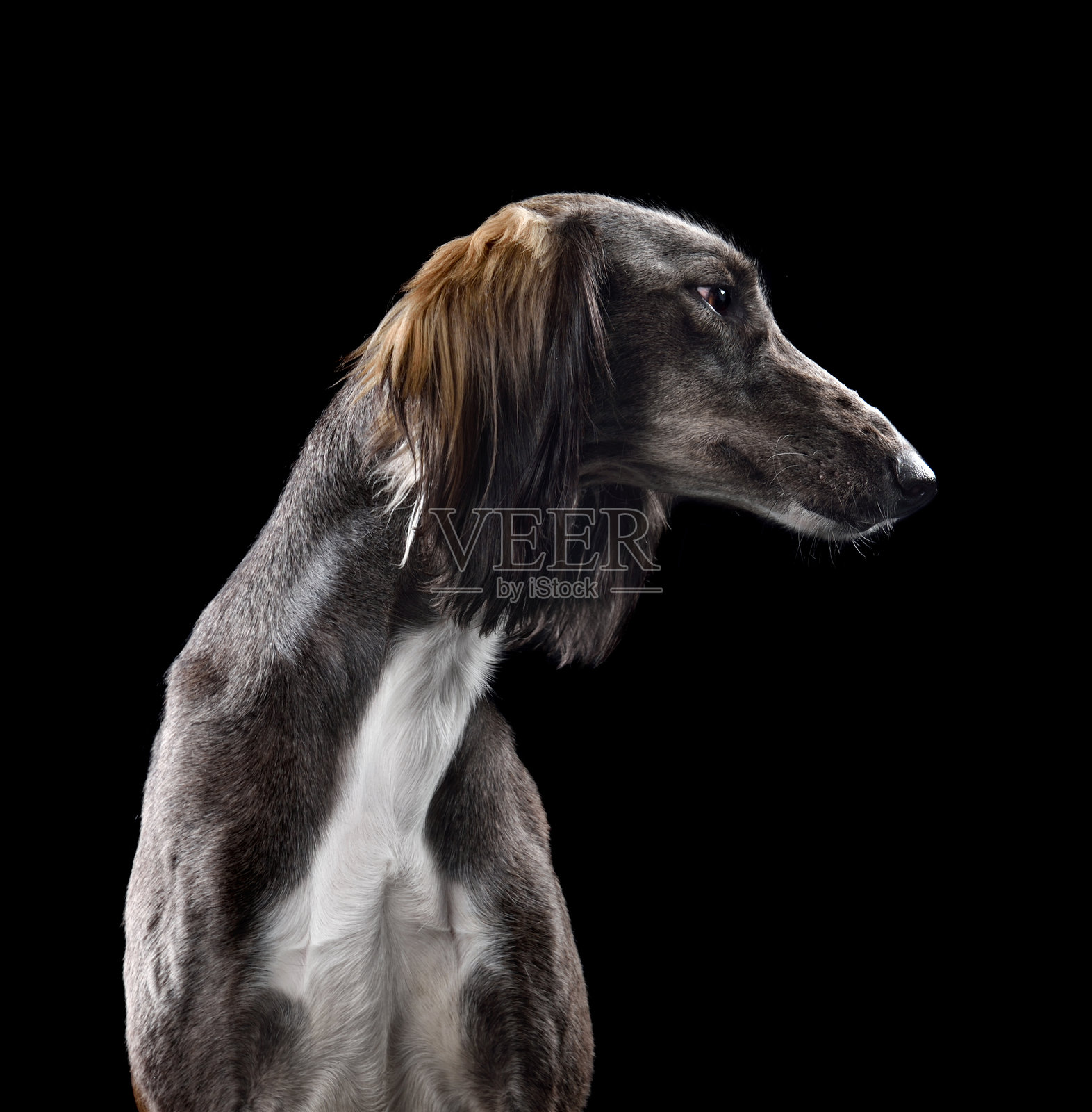 美丽的灰色萨路基犬照片摄影图片