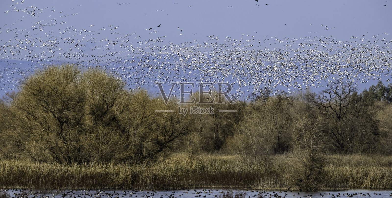 在加利福尼亚州布特县萨克拉门托谷的灰色小屋野生动物保护区,较小的雪鹅在飞翔。安塞尔·凯鲁勒森斯·凯鲁勒森斯照片摄影图片