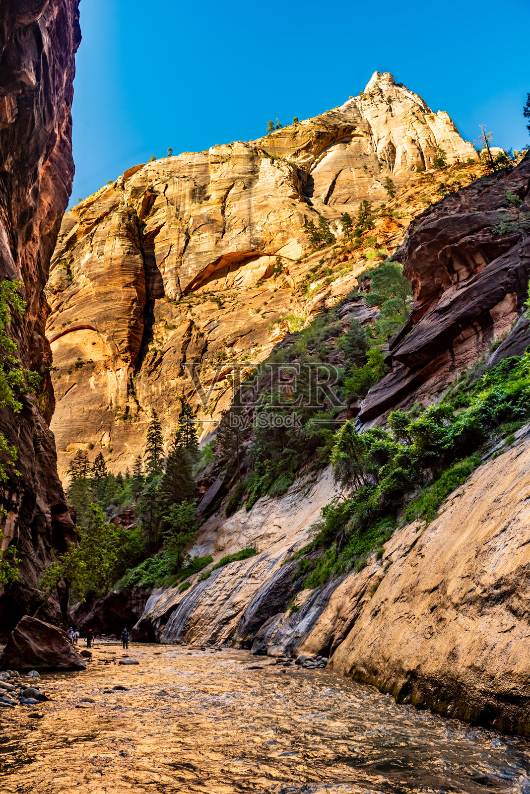 犹他州锡安国家公园的处女河狭窄处 - 河滨步道景观照片摄影图片