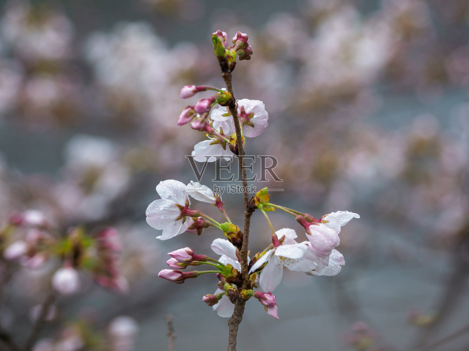樱花照片摄影图片